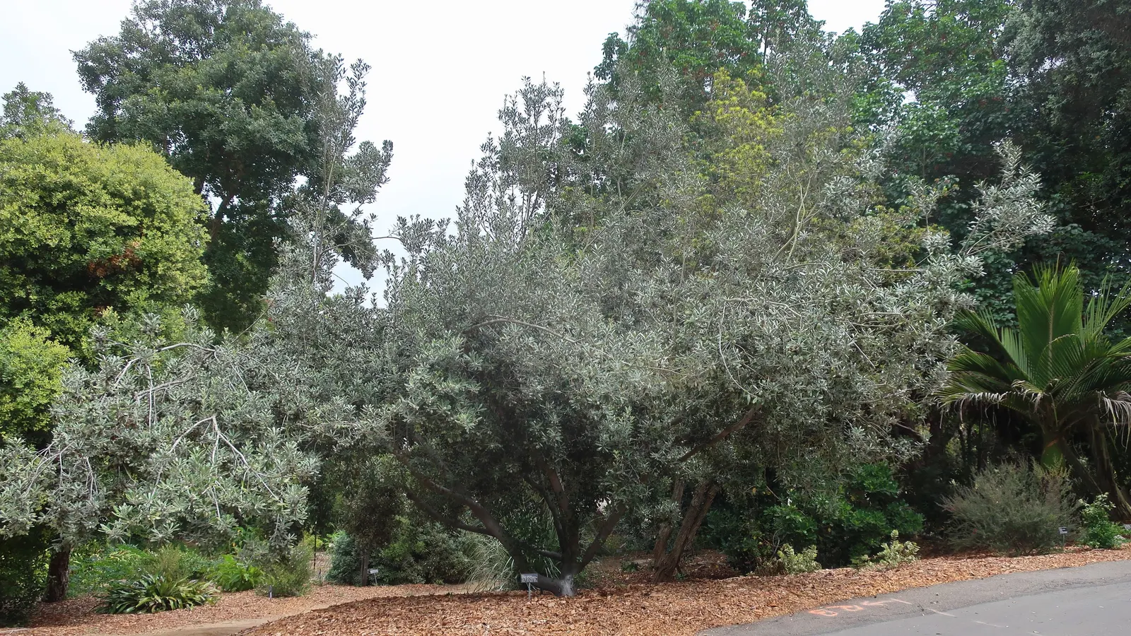 Karo (Pittosporum Crassifolium) — <br><br>The compact and branching habit of Karo provides dense foliage year-round