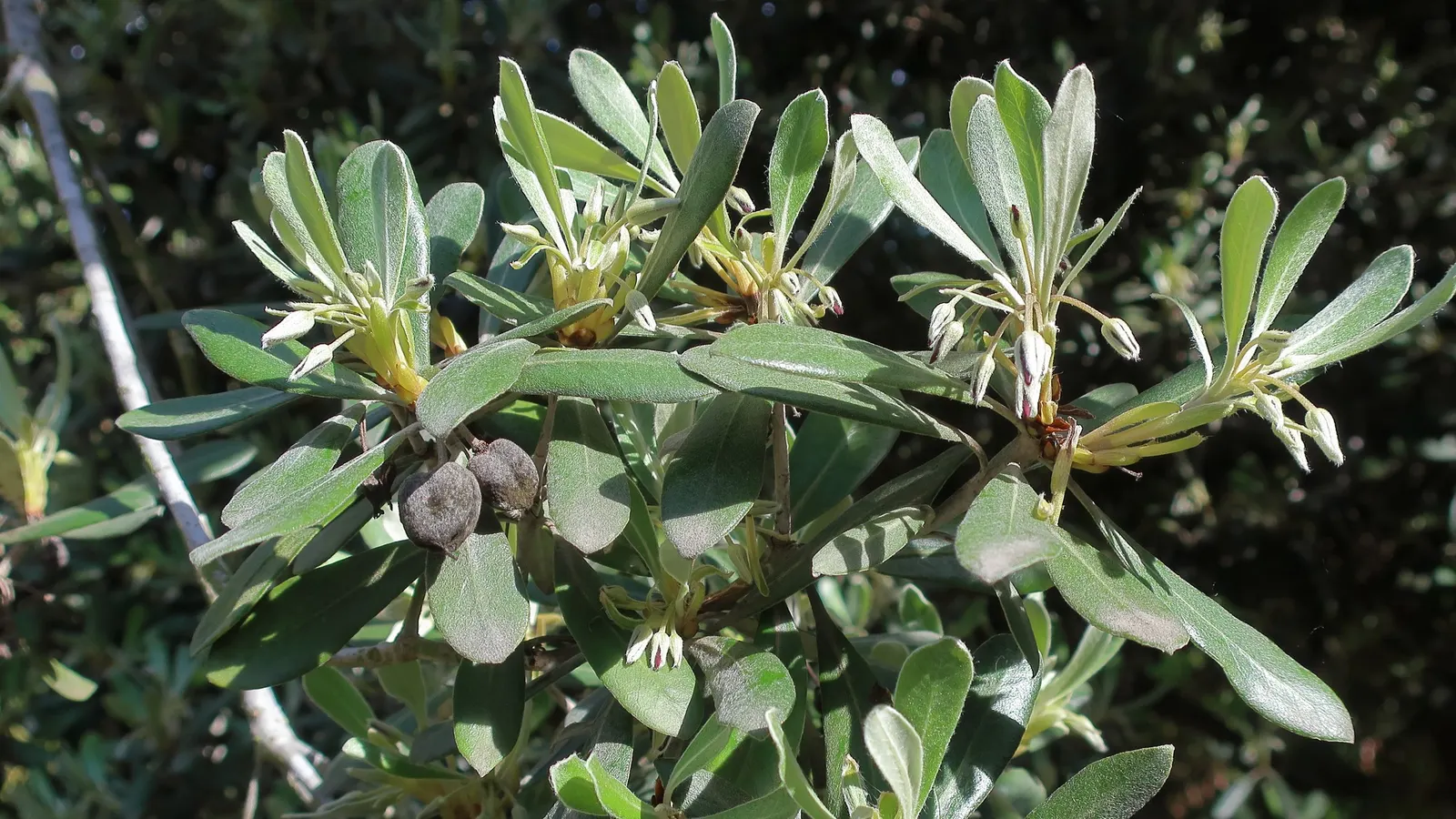 Karo (Pittosporum Crassifolium) — shrub for full or half