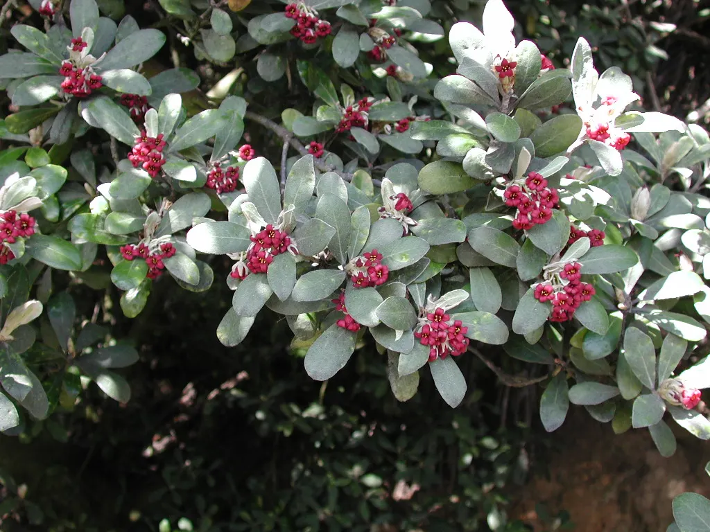 Karo (Pittosporum Crassifolium) — The glossy, leathery leaves are silver-green and can grow up to 4 inches long