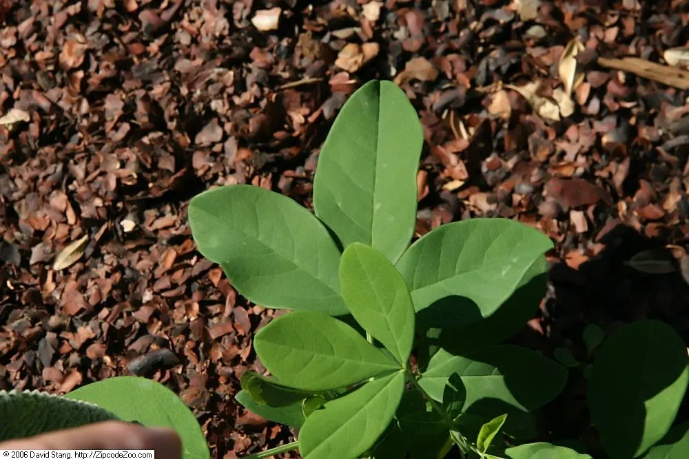 Carolina False Lupine (Thermopsis Caroliniana) — This hardy plant thrives in full sun to partial shade and prefers well-drained soils