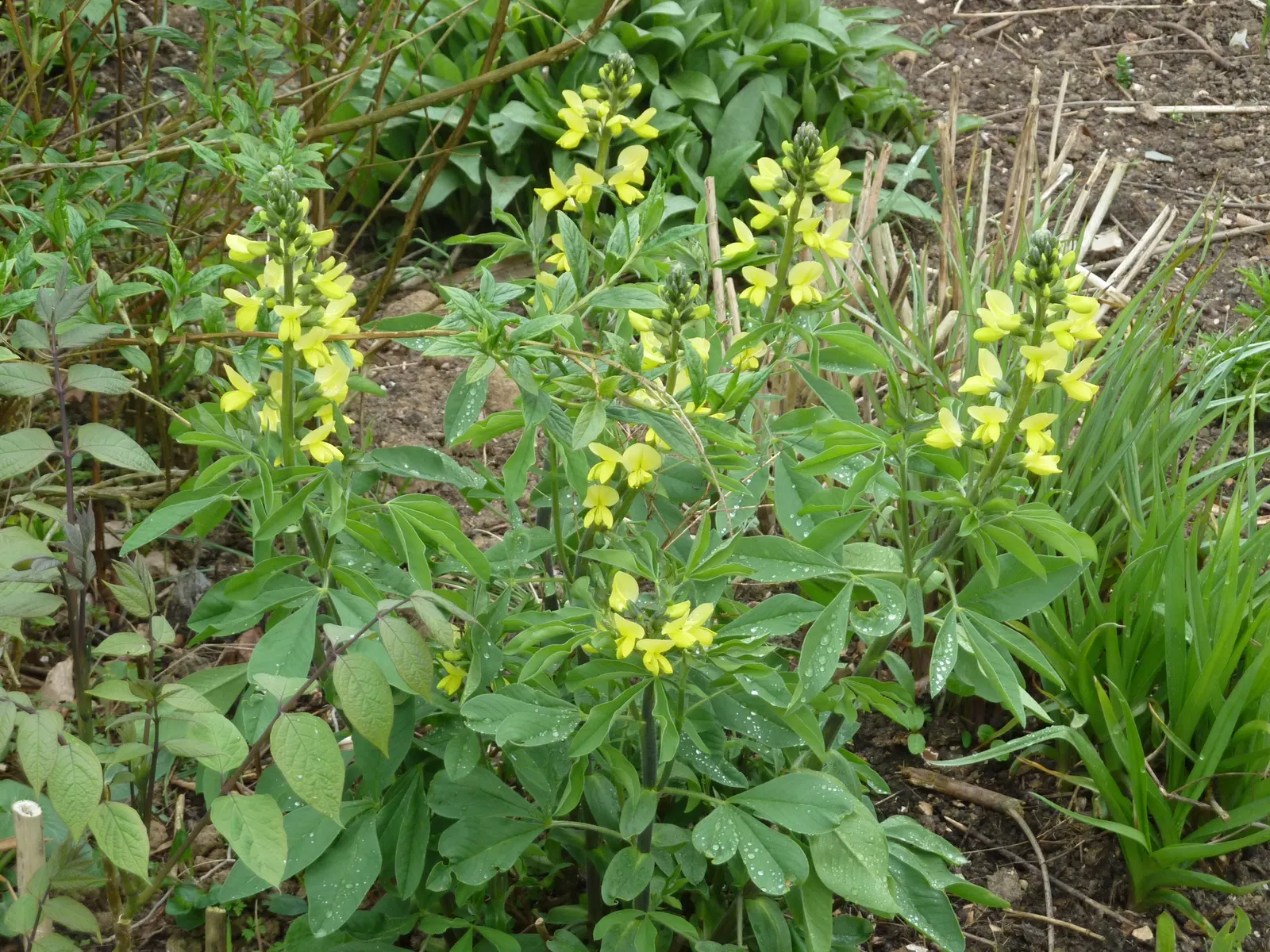 Carolina False Lupine (Thermopsis Caroliniana) — Adds vertical interest and a splash of color to borders or native gardens