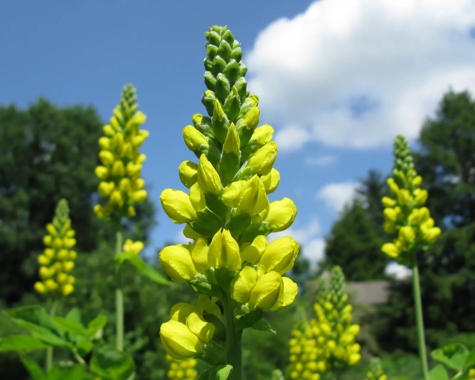Carolina False Lupine (Thermopsis Caroliniana) — Renowned for its vibrant yellow blooms which resemble those of a true Lupine