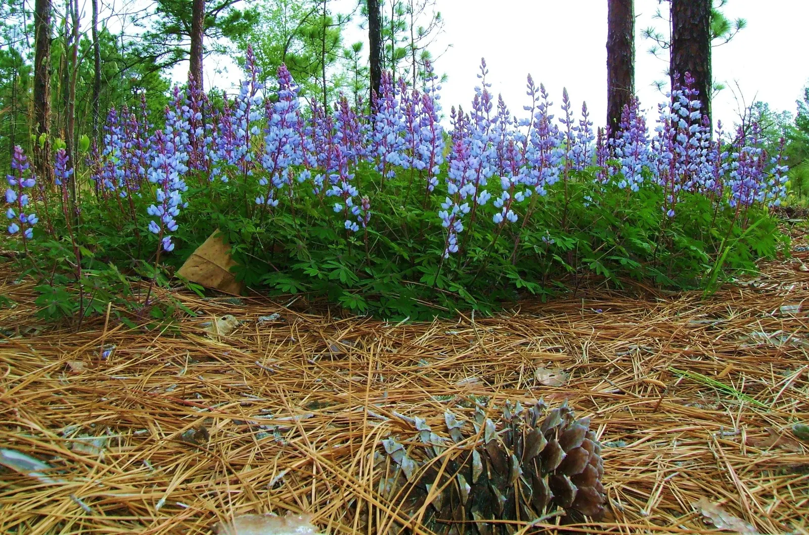 Carolina False Lupine (Thermopsis Caroliniana) — is a stately perennial reaching up to 4 feet tall with a spread of 2-3 feet