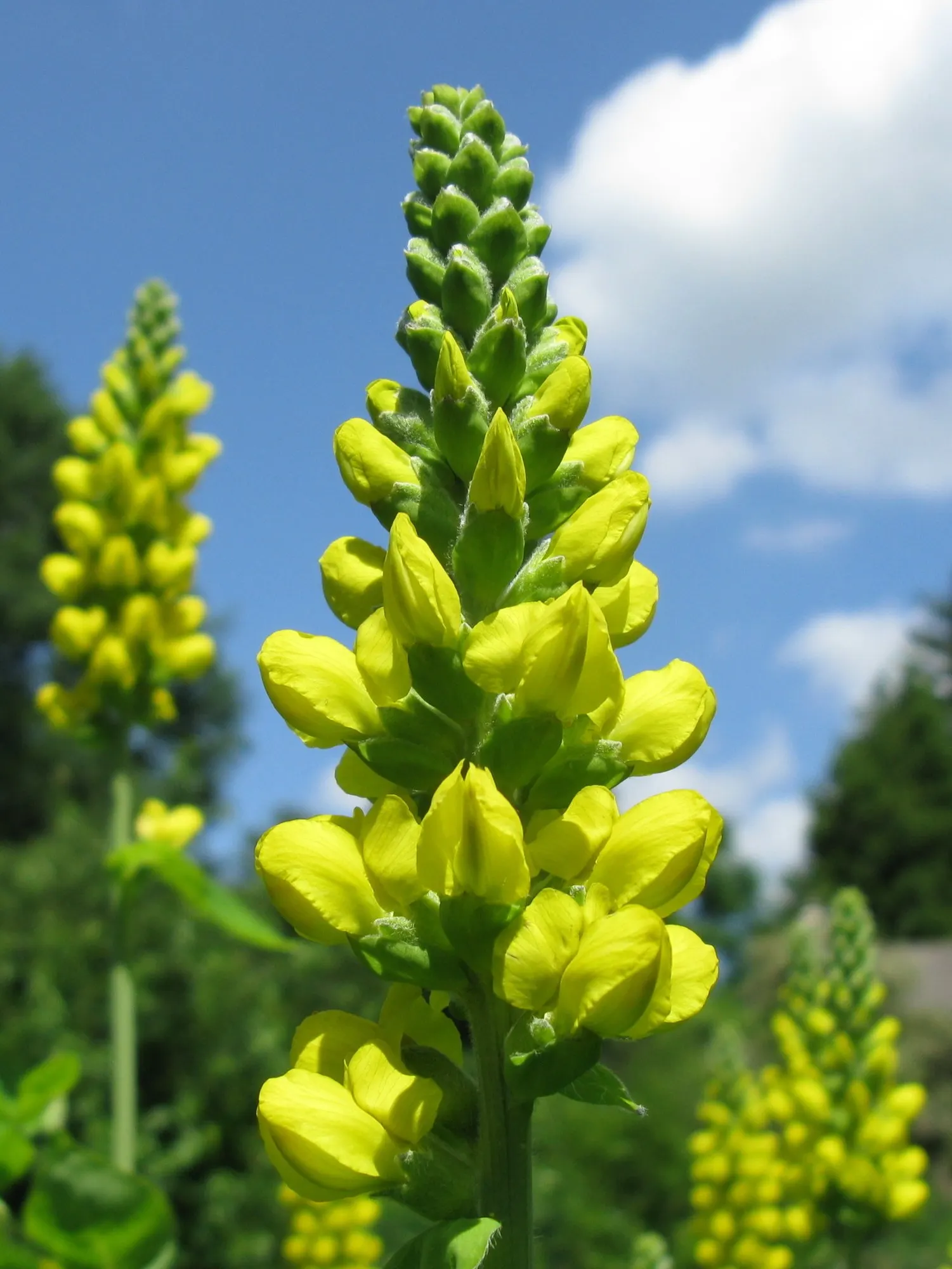 Carolina False Lupine (Thermopsis Caroliniana) — Standing tall at approximately 3 to 4 feet in height with a spread of 2 to 3 feet