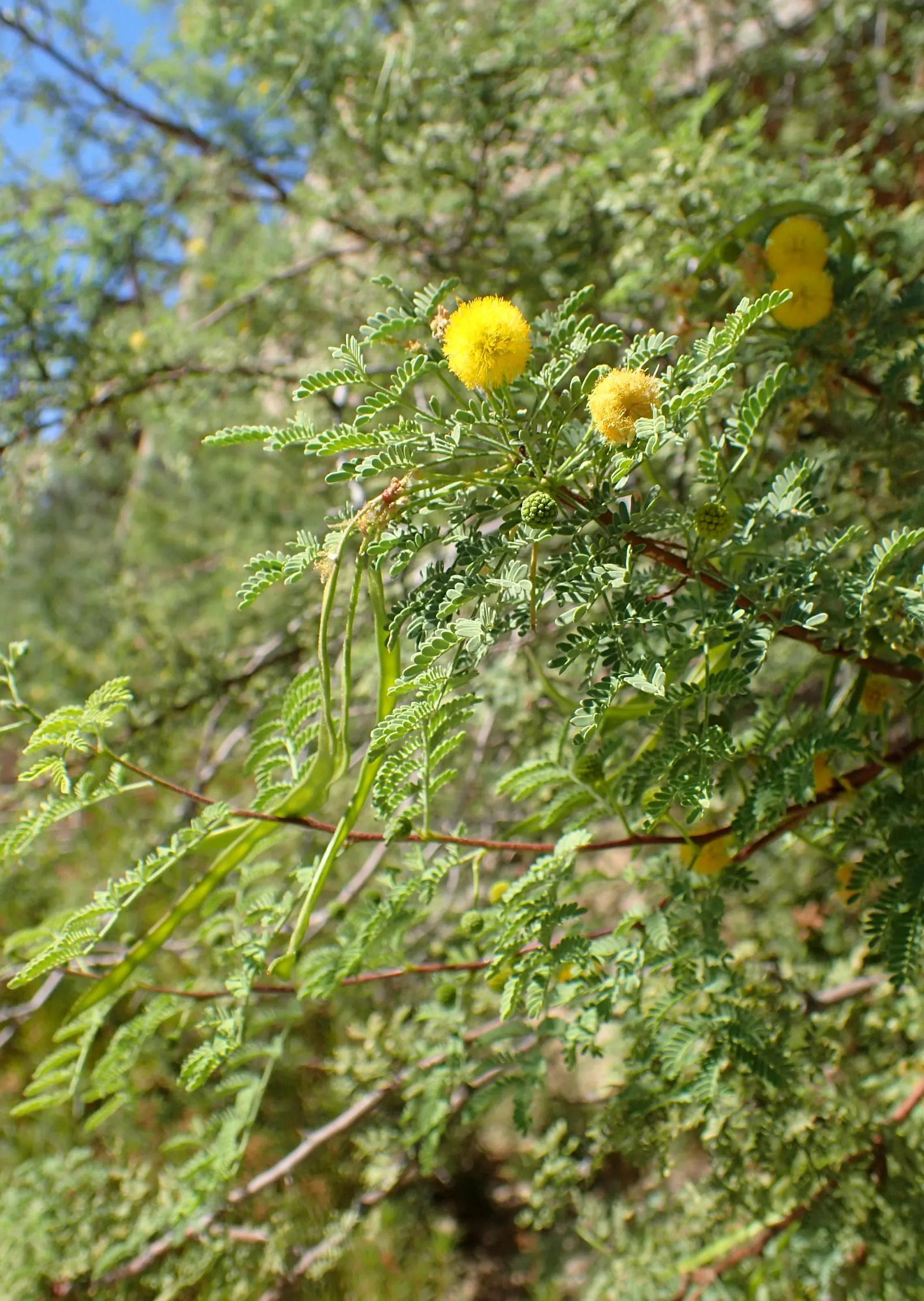 White Thorn Acacia (Vachella constricta) — providing excellent cover for wildlife and a natural