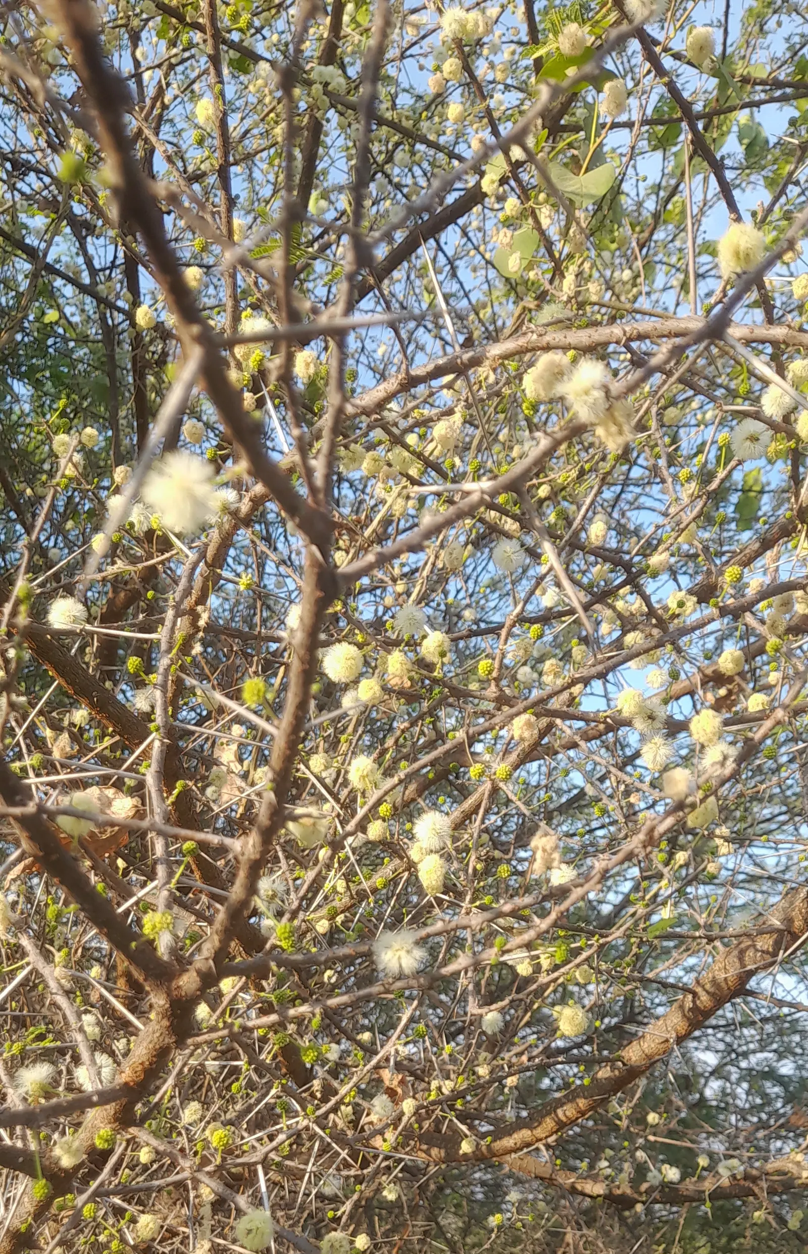 White Thorn Acacia (Vachella constricta) — small tree or large shrub native to the Southwest; generally reaching 10 to 15 feet in height and width