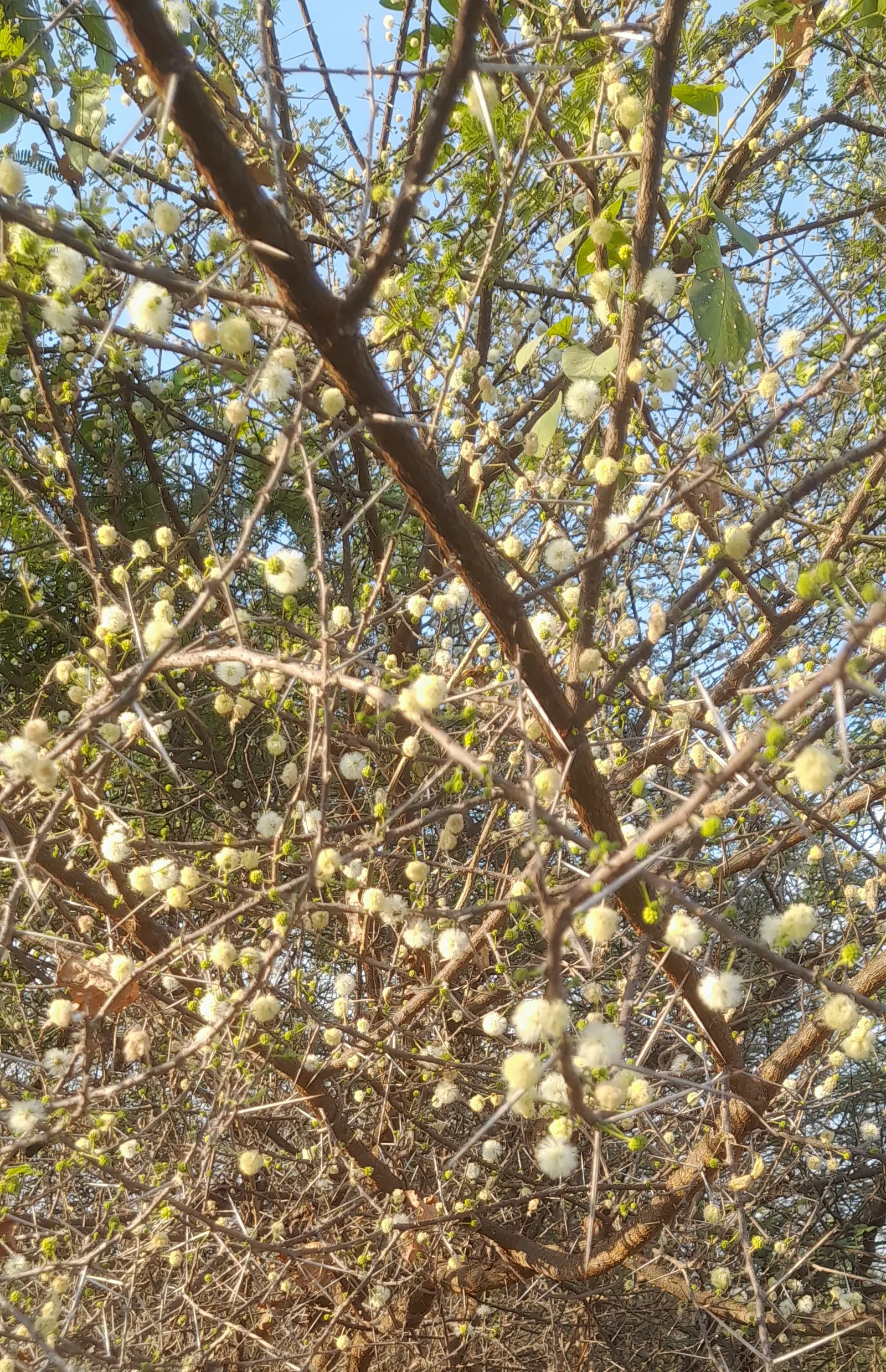 White Thorn Acacia (Vachella constricta) — sharp thorns up to 2 inches long, image 32