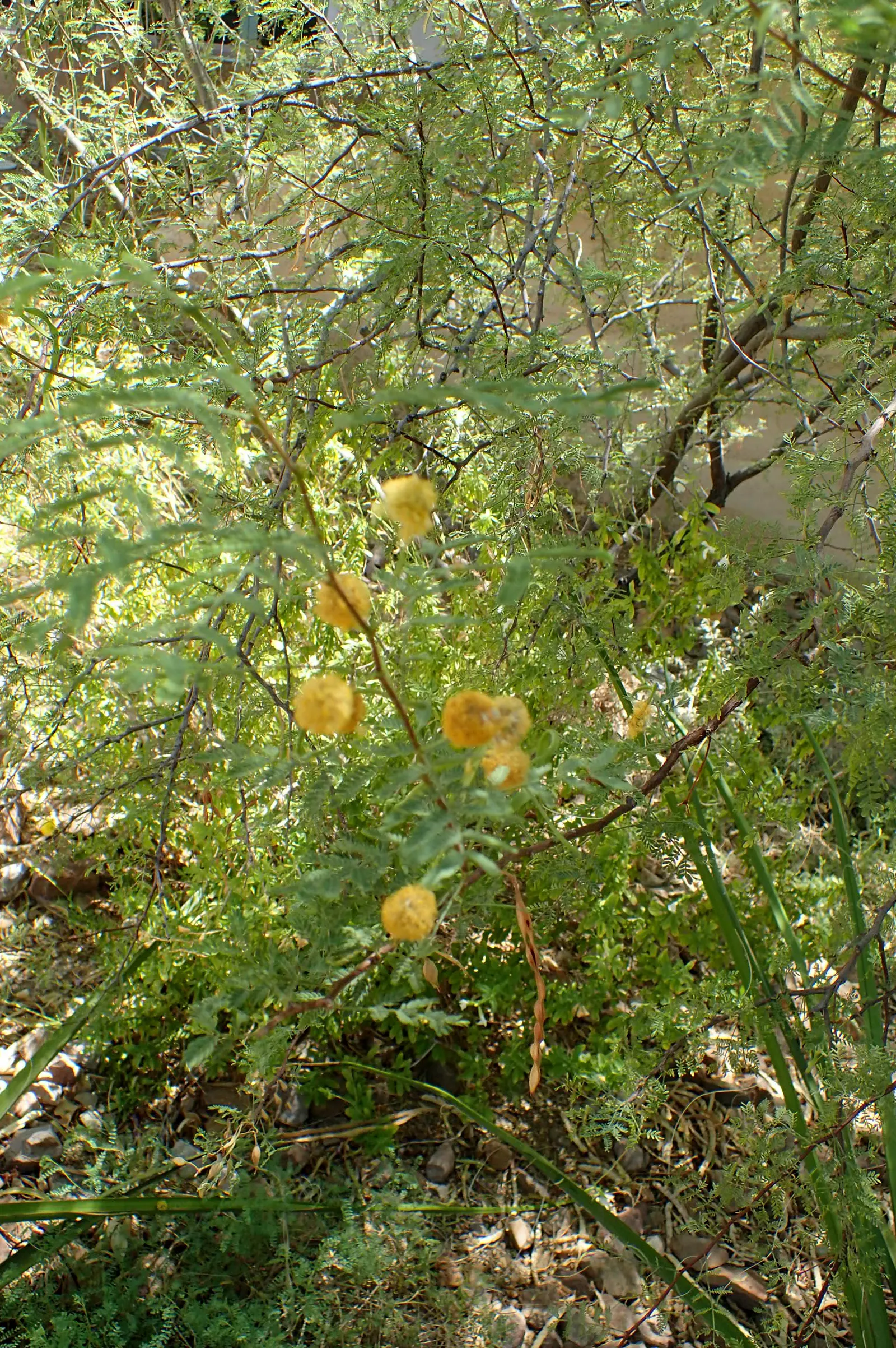 White Thorn Acacia (Vachella constricta) — it blooms with bright yellow puffball flowers in spring and summer