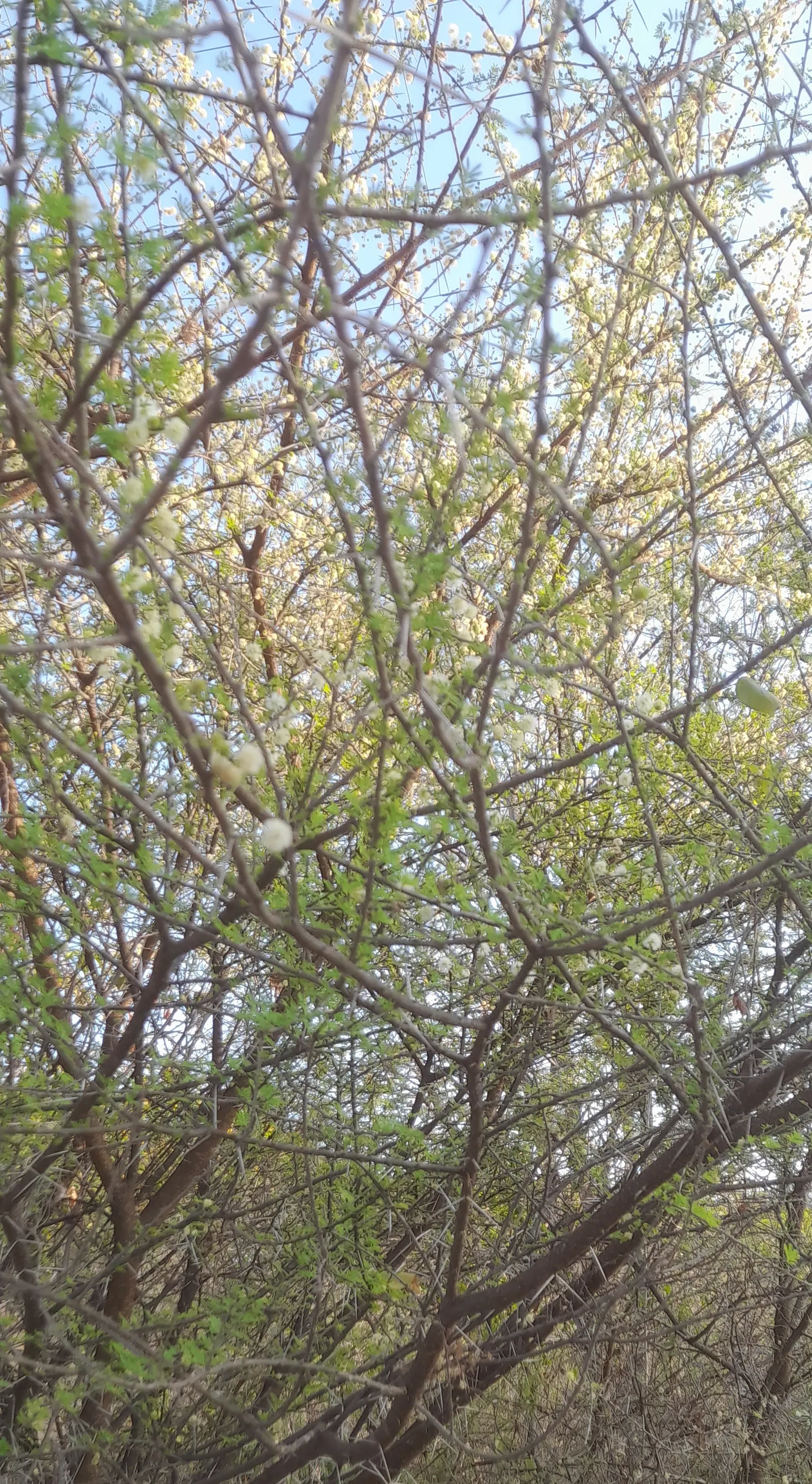 White Thorn Acacia (Vachella constricta) — This drought-tolerant species prefers full sun and well-drained soils; it is highly drought-resistant once