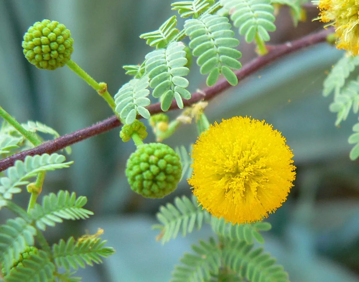 White Thorn Acacia (Vachella constricta) — it blooms with bright yellow puffball flowers in spring and summer; with a growth pattern that maintains a naturally