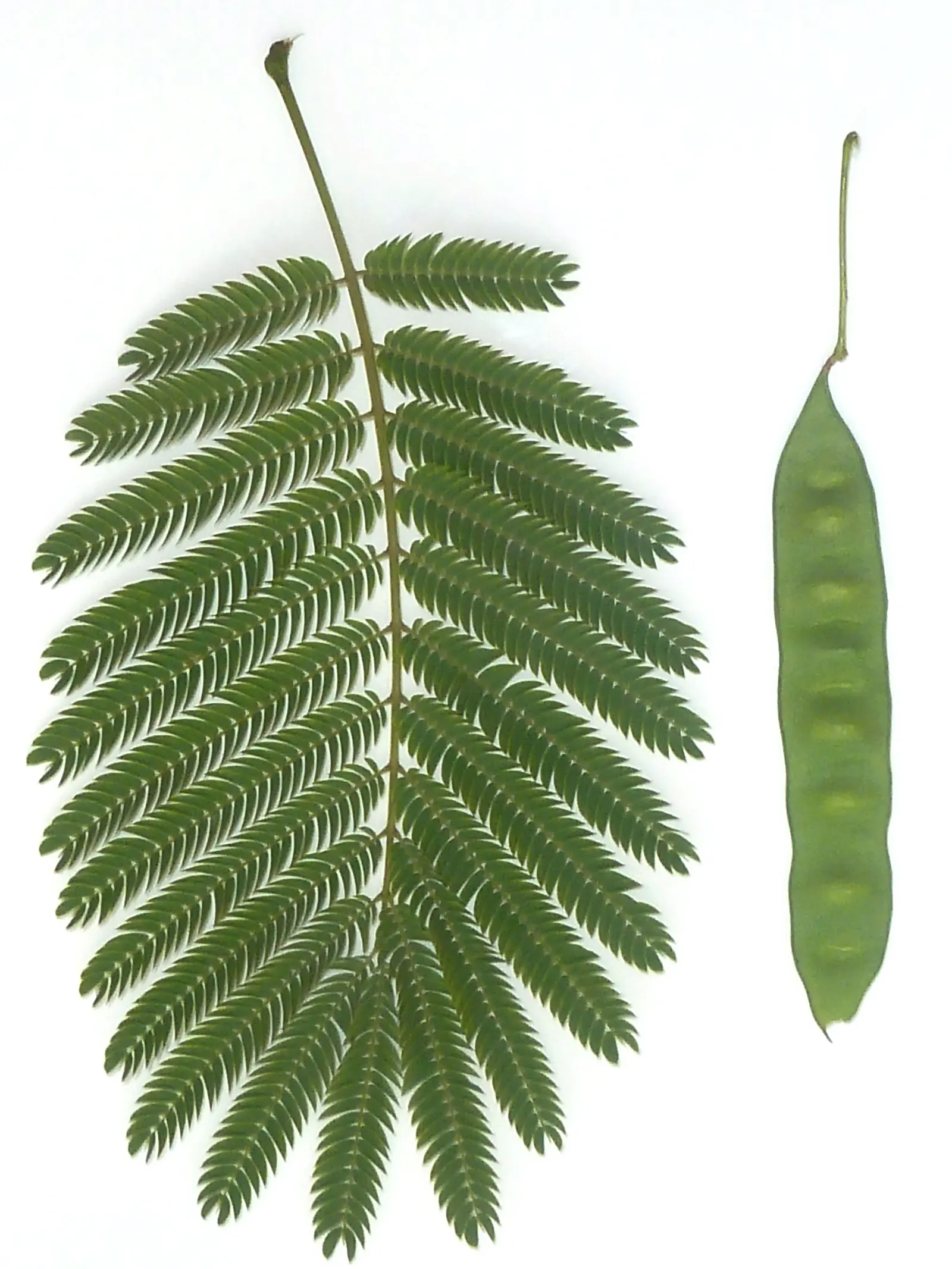 White Thorn Acacia (Vachella constricta) — sharp thorns up to 2 inches long