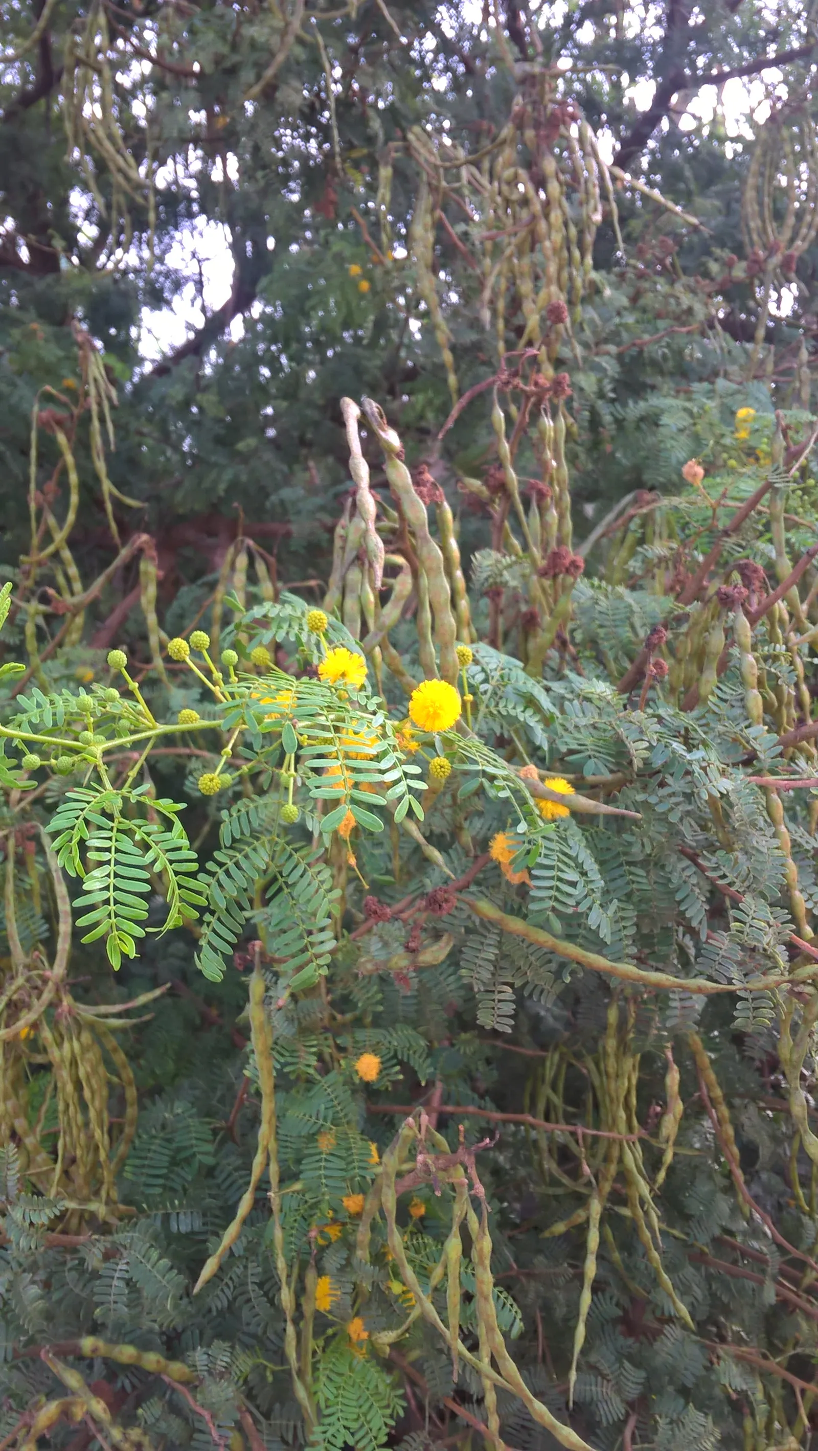 White Thorn Acacia (Vachella constricta) — provided they have good drainage