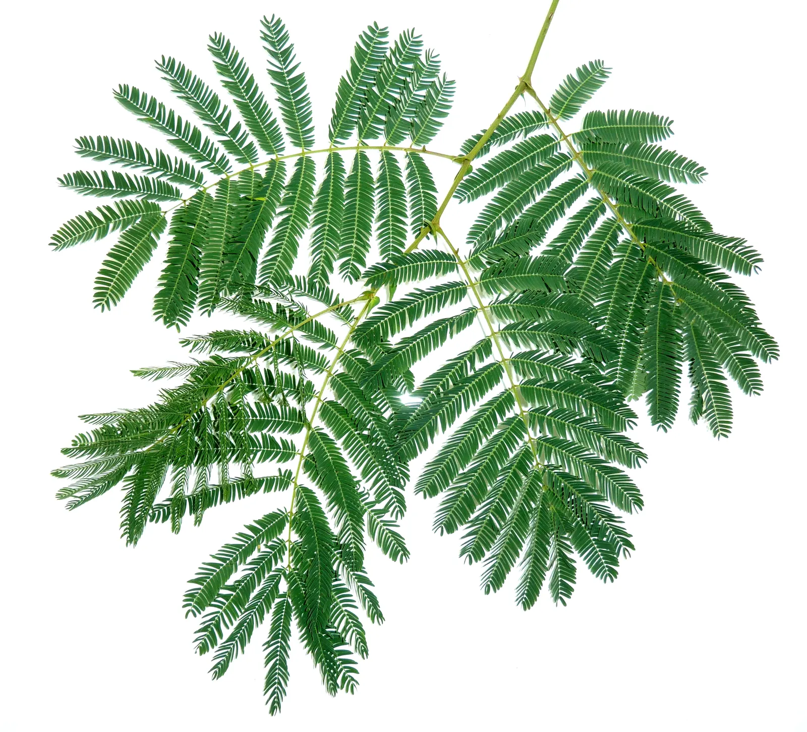 White Thorn Acacia (Vachella constricta) — tree for full