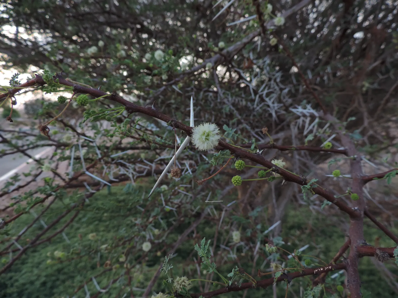 White Thorn Acacia (Vachella constricta) — It requires minimal maintenance