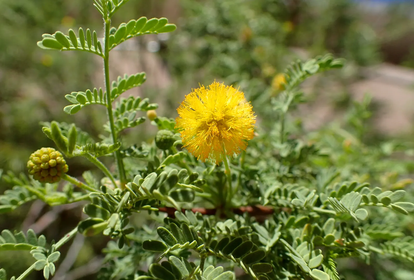 White Thorn Acacia (Vachella constricta) — including bees and butterflies.<br><br>This Acacia species prefers full sun but can tolerate partial shade