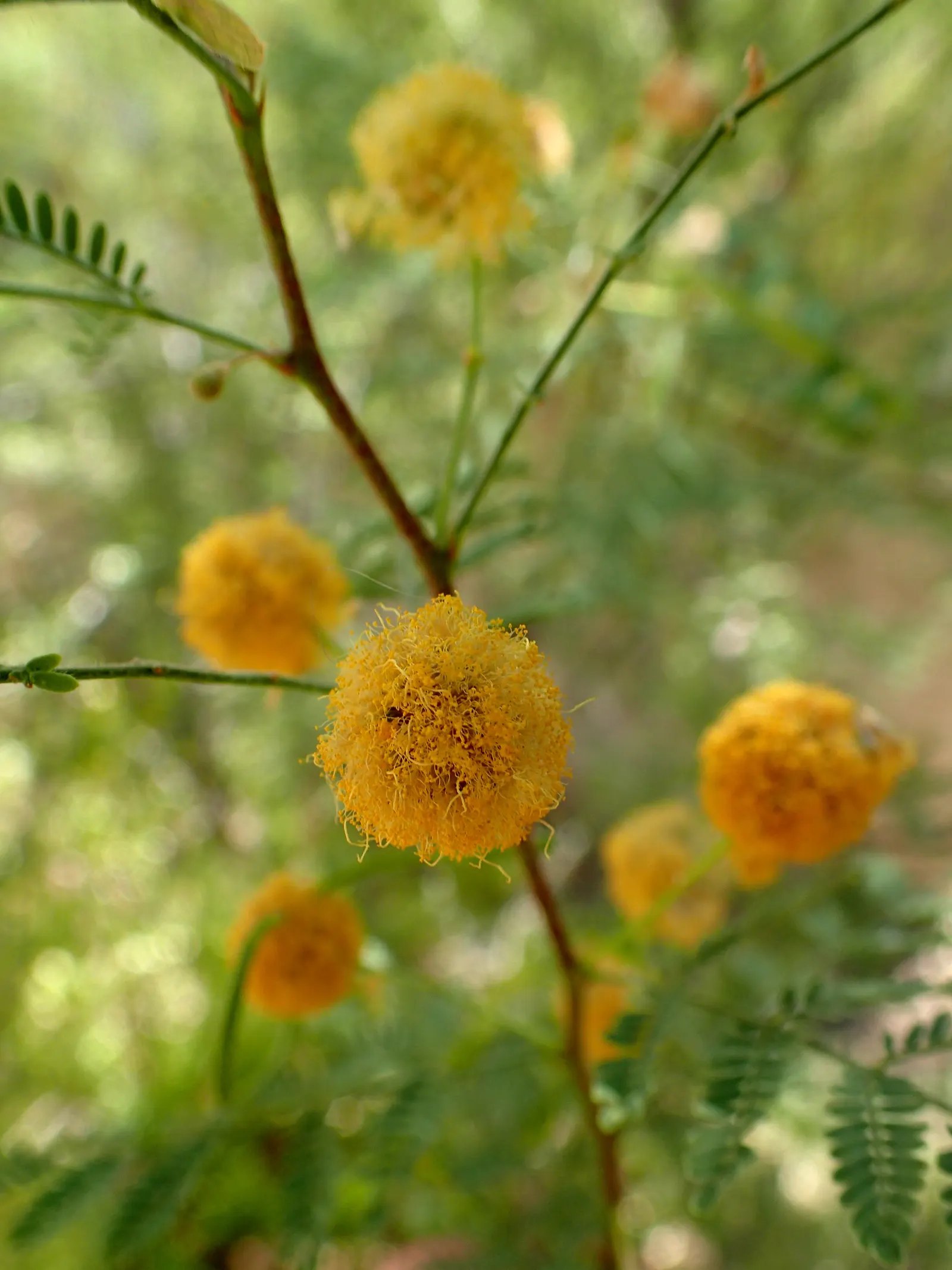 White Thorn Acacia (Vachella constricta) — It boasts an impressive spread of canopies