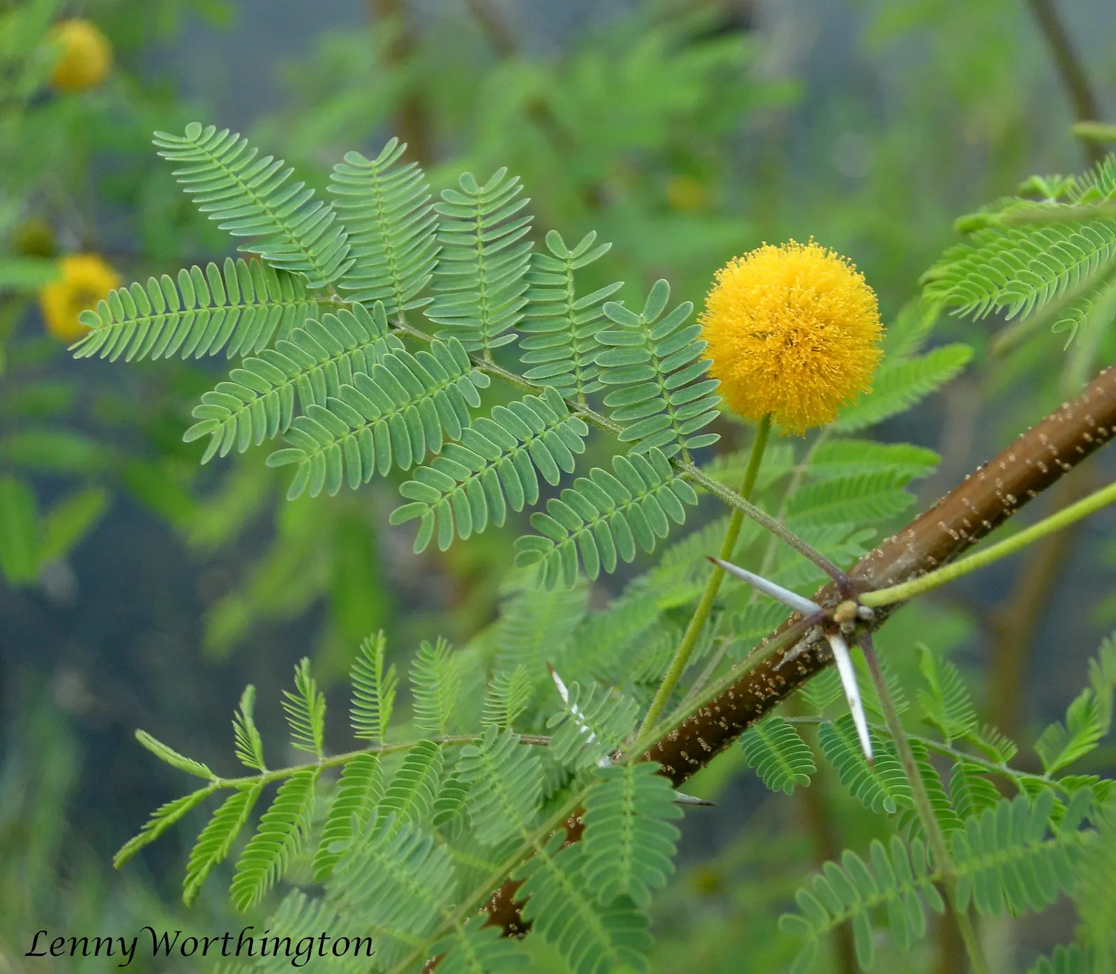 White Thorn Acacia (Vachella constricta) — The White Thorn Acacia (Acacia constricta) is a hardy