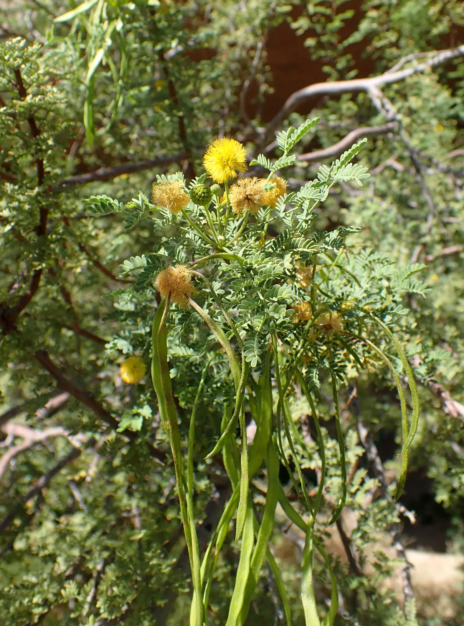 White Thorn Acacia (Vachella constricta) — which are typically 0.5 to 1.5 inches long