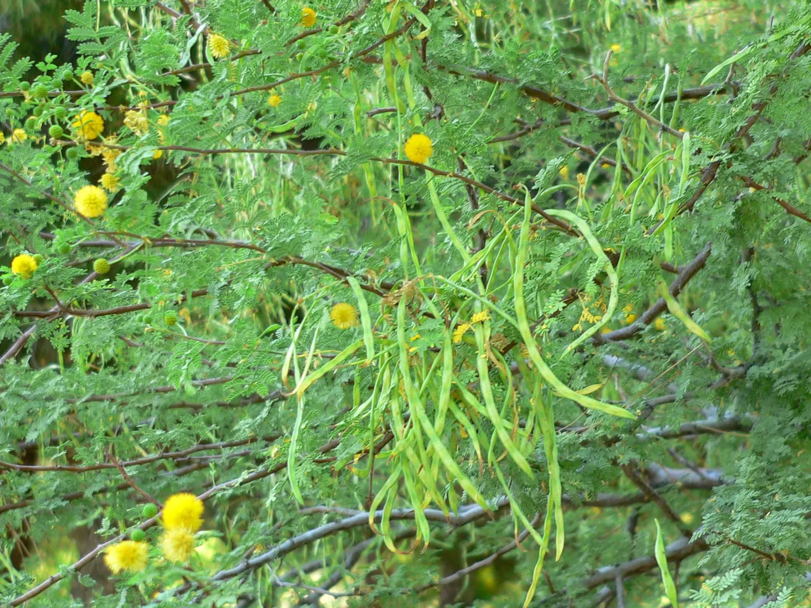 White Thorn Acacia (Vachella constricta) — The leaves are bipinnately compound