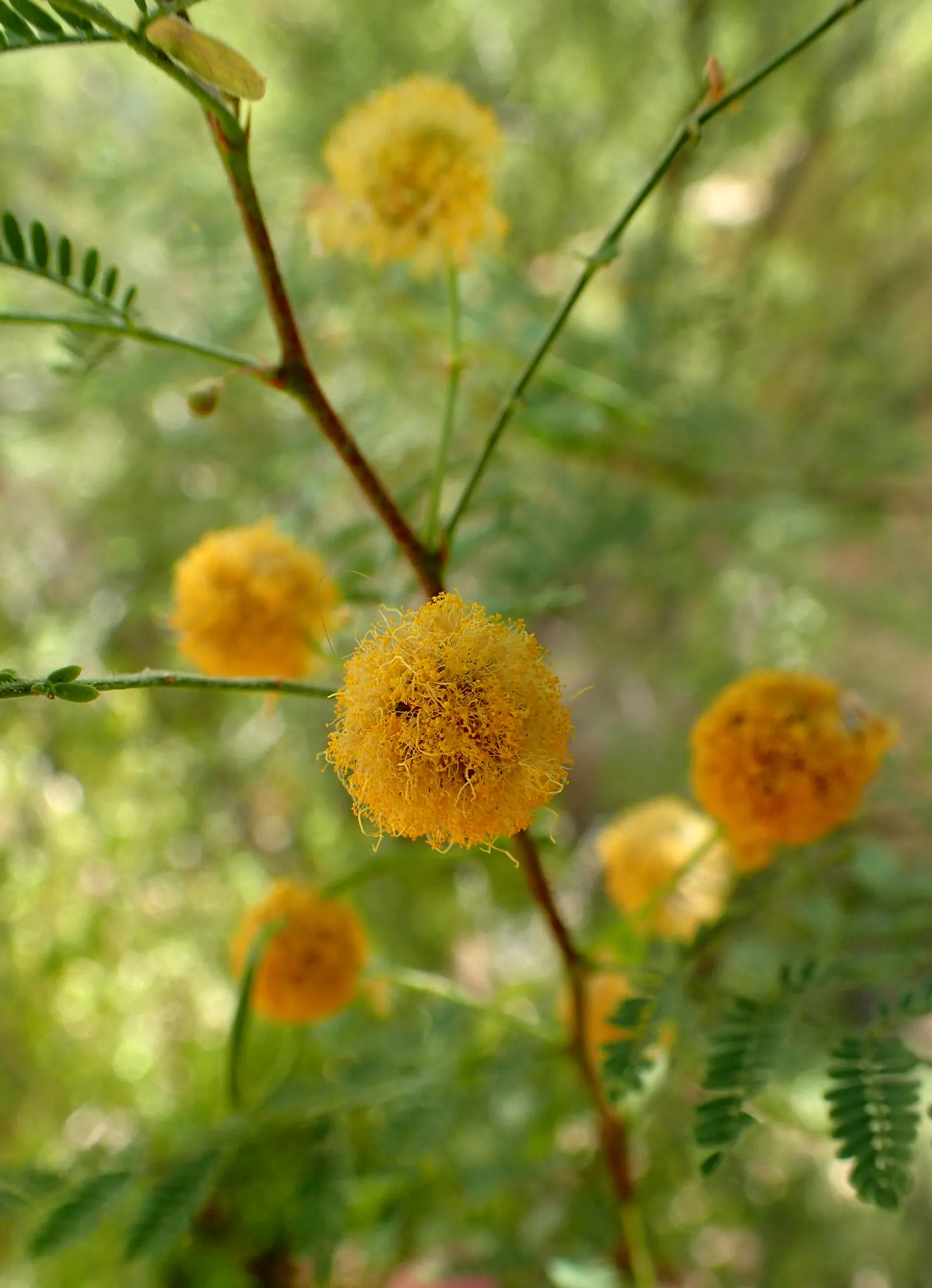 White Thorn Acacia (Vachella constricta) — reaching 10 to 15 feet high and wide