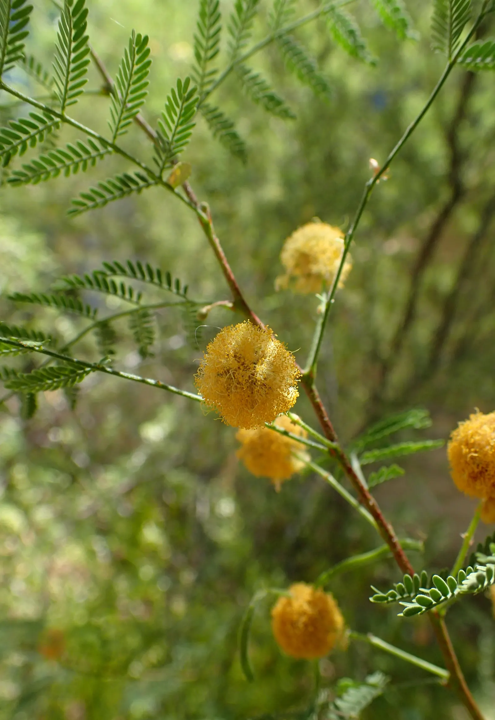 White Thorn Acacia (Vachella constricta) — generally reaching 10 to 15 feet in height and width