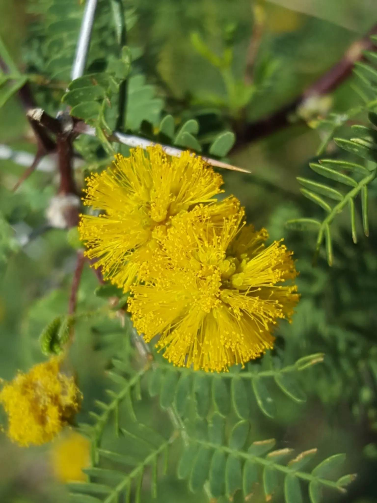 White Thorn Acacia (Vachella constricta) — tree with yellow blooms
