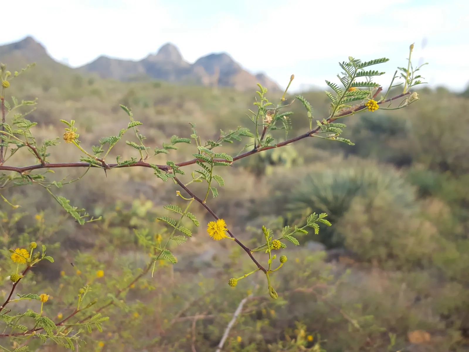 White Thorn Acacia (Vachella constricta) — reaching 10 to 15 feet high and wide; including bees and butterflies.<br><br>This Acacia species prefers full sun