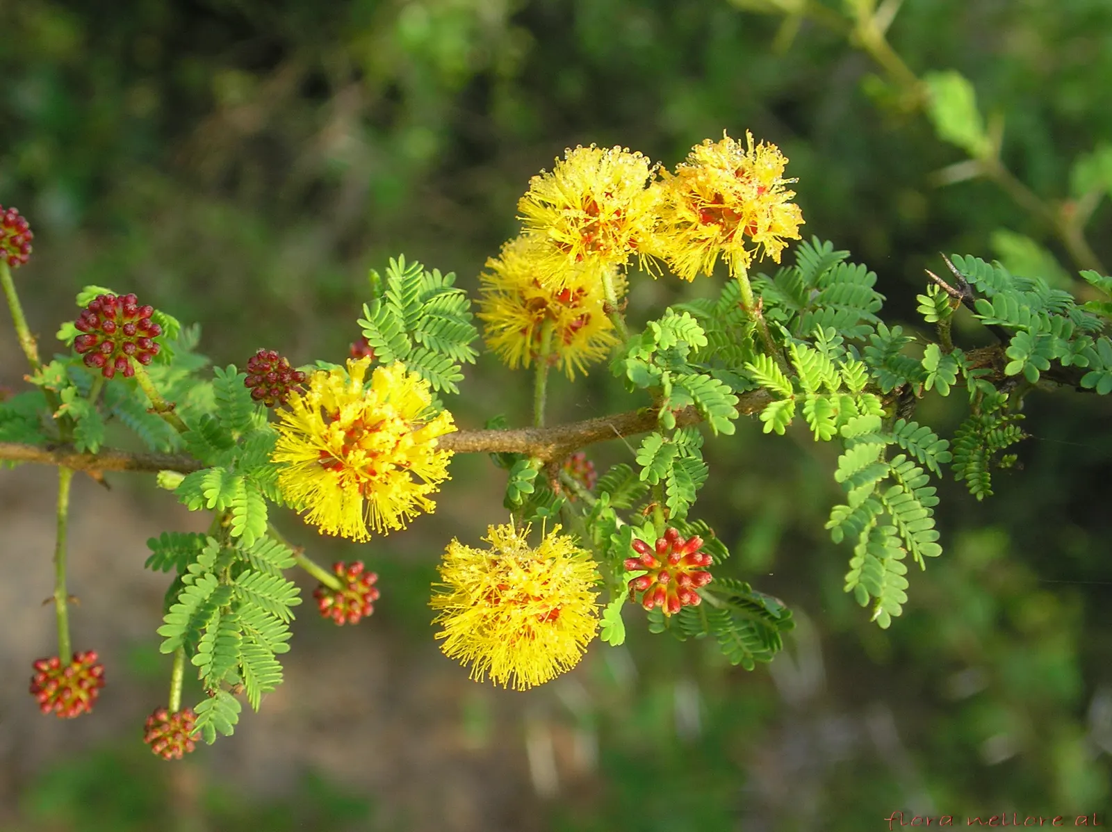 White Thorn Acacia (Vachella constricta) — small tree or large shrub native to the Southwest
