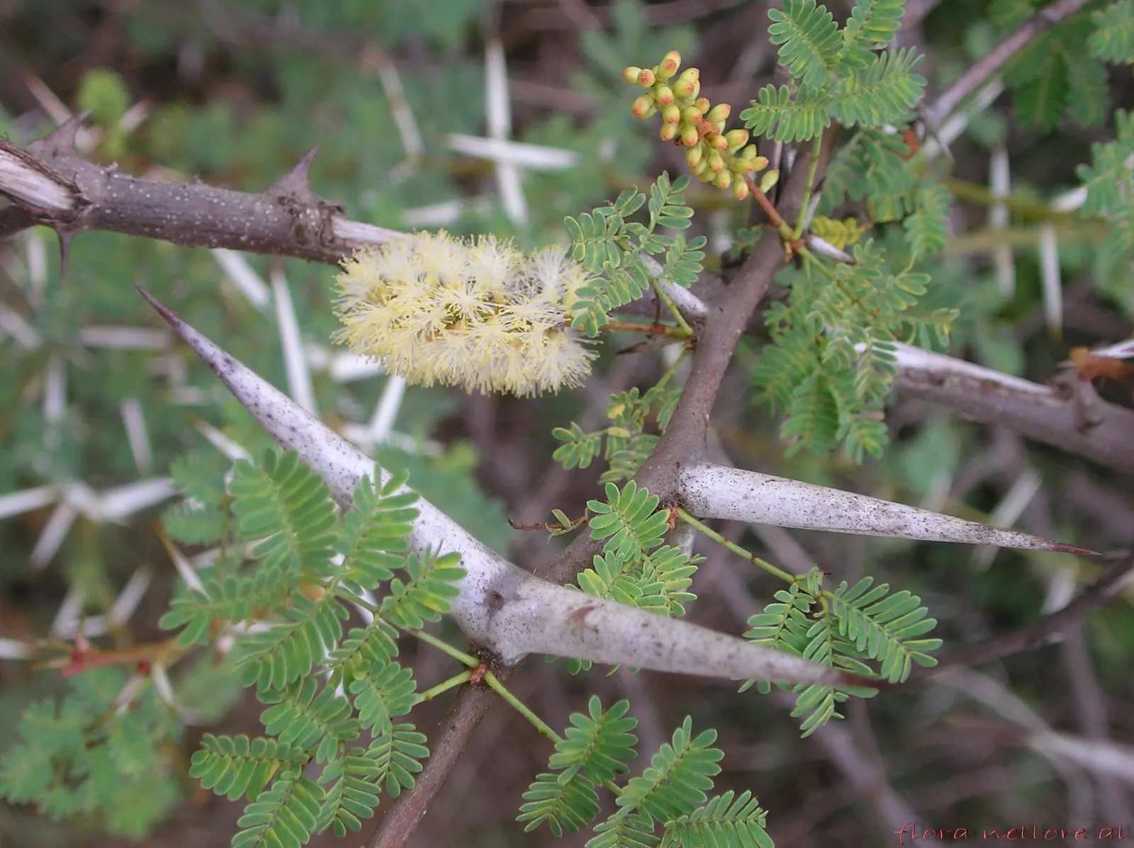 White Thorn Acacia (Vachella constricta) — providing a distinct contrast against the fine