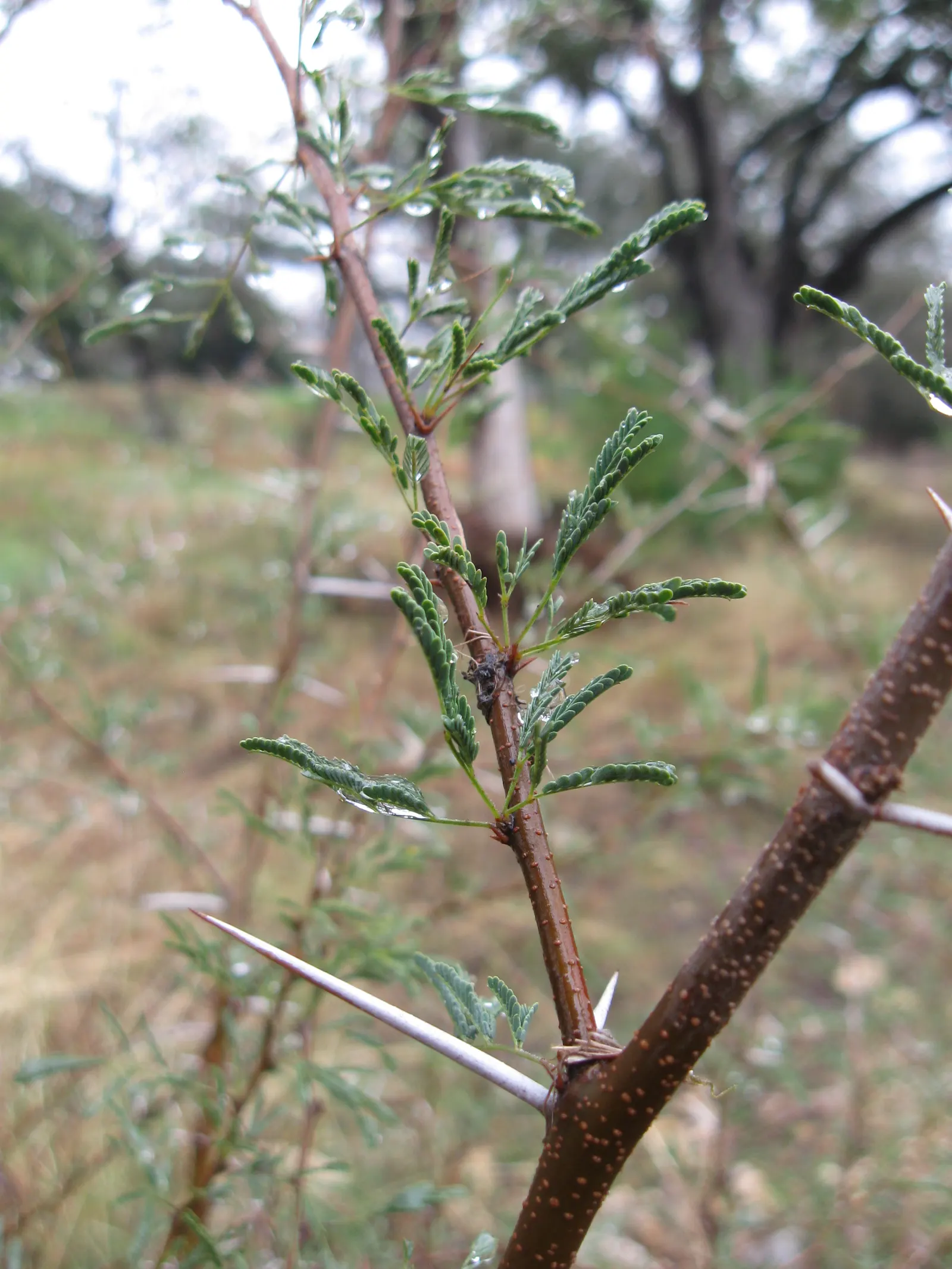 White Thorn Acacia (Vachella constricta) — It is highly drought-resistant once established and can thrive in a range of soil types