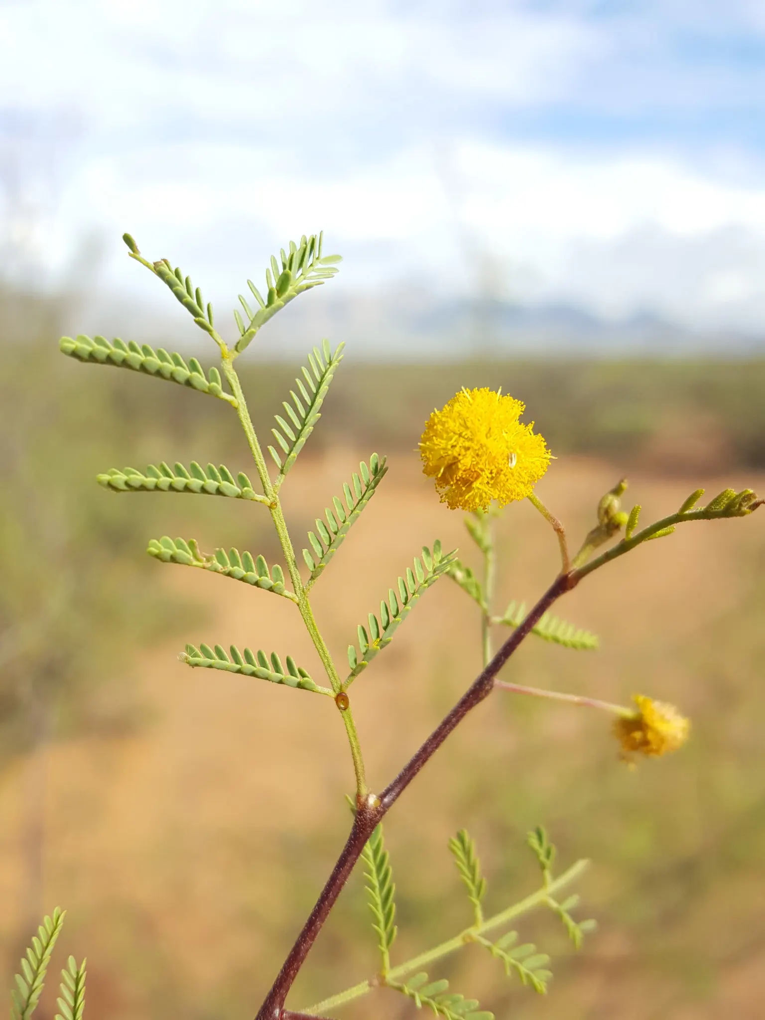 White Thorn Acacia (Vachella constricta) — the White Thorn Acacia can be used as an accent or focal plant