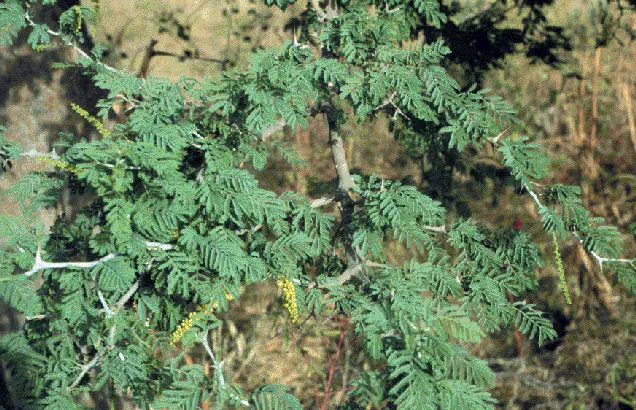 White Thorn Acacia (Vachella constricta) — Recognizable by its twisting branches and white