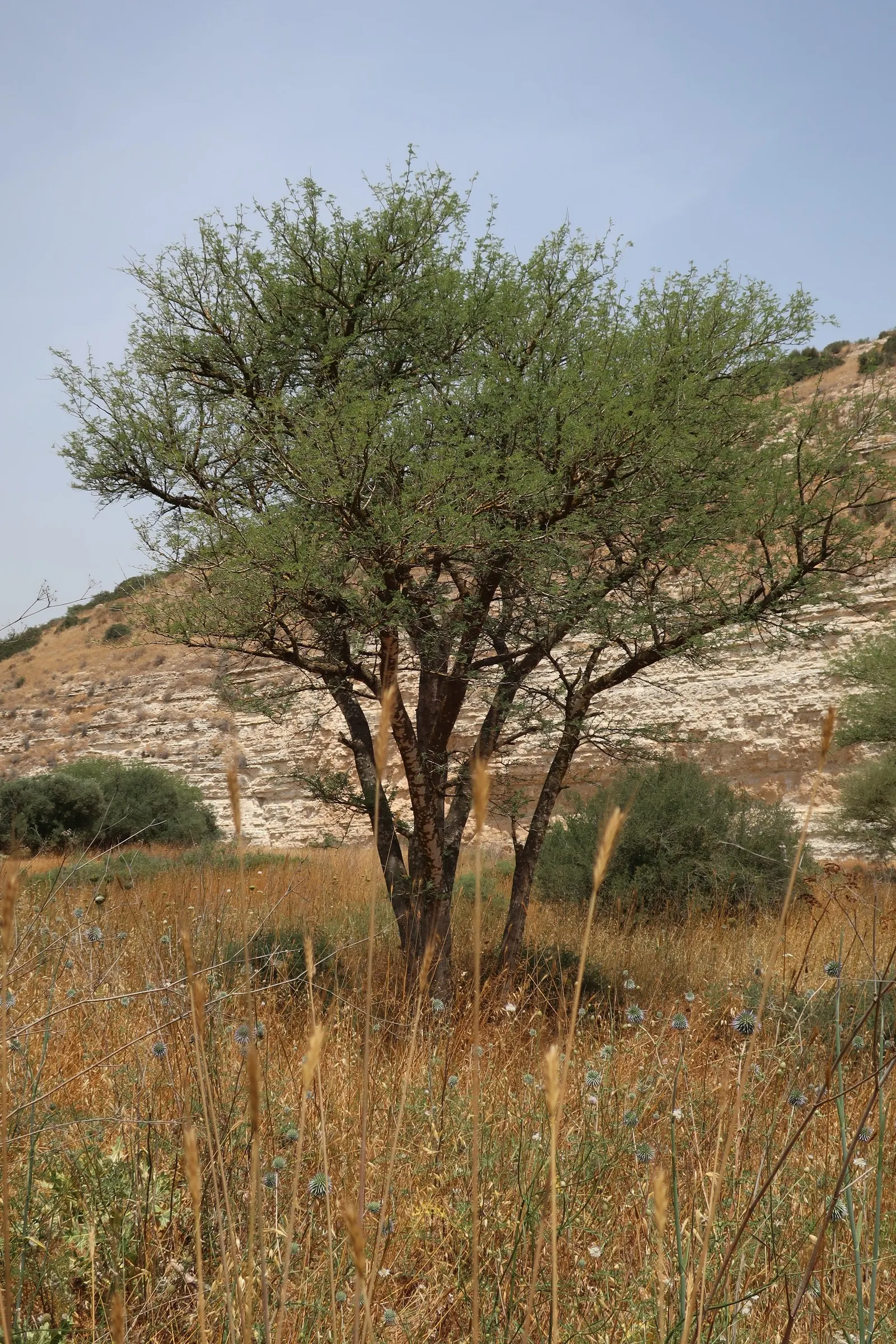 White Thorn Acacia (Vachella constricta) — but occasional pruning might be necessary to maintain its shape and encourage denser foliage