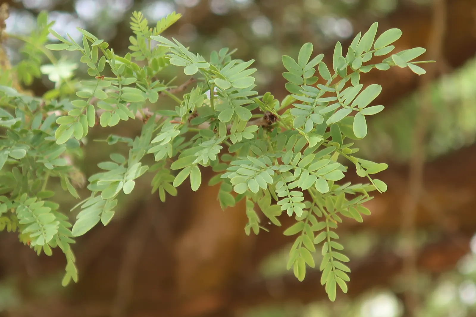 White Thorn Acacia (Vachella constricta) — and a bright green color.<br><br>During the spring and sporadically after summer rainfalls