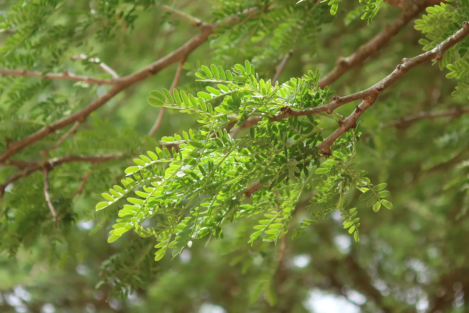 White Thorn Acacia (Vachella constricta) — This drought-tolerant species prefers full sun and well-drained soils