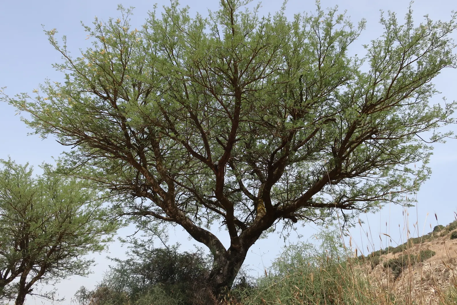 White Thorn Acacia (Vachella constricta) — is a small to medium-sized deciduous shrub native to the southwestern United States and northern Mexico