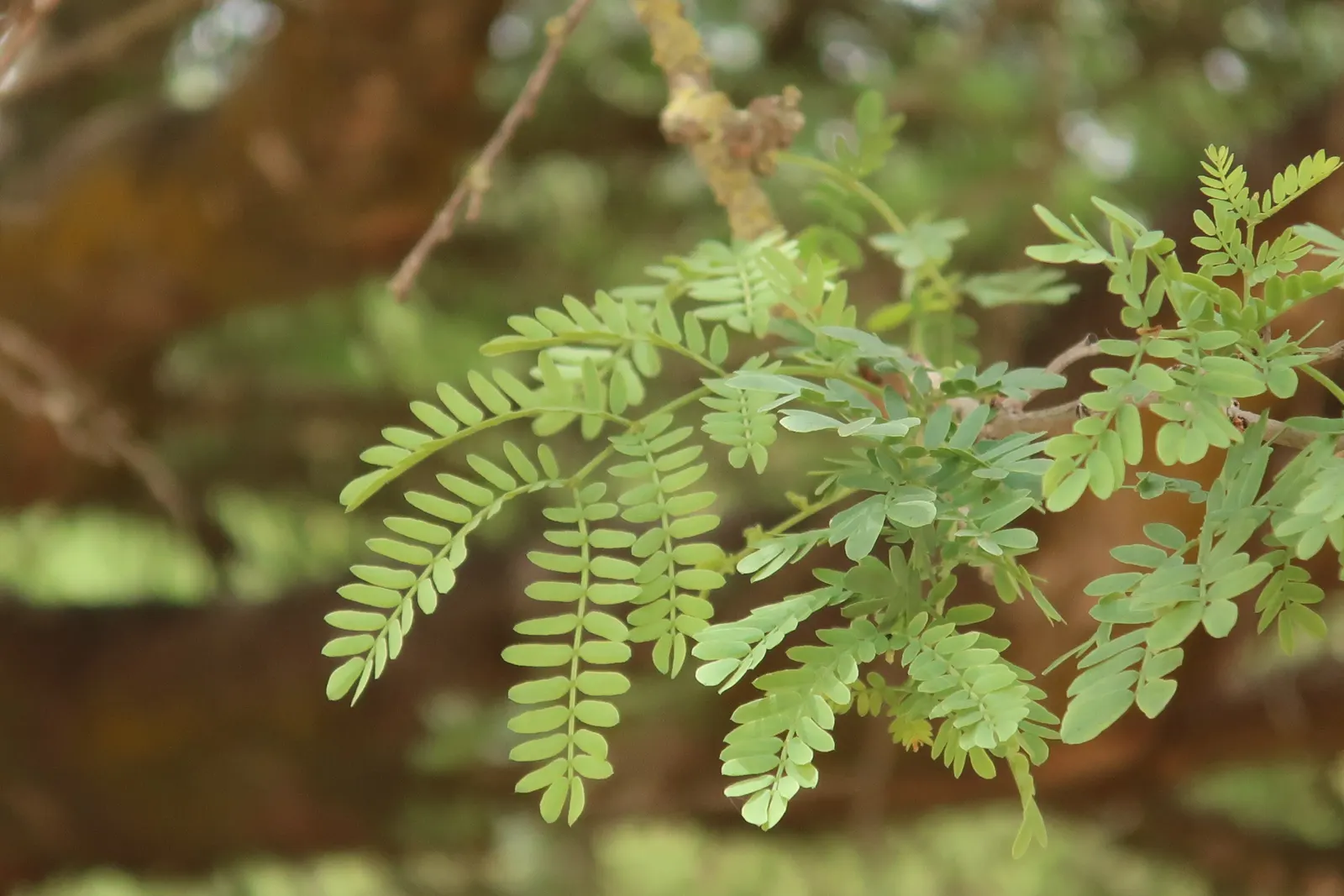 White Thorn Acacia (Vachella constricta) — with a growth pattern that maintains a naturally rounded and dense form