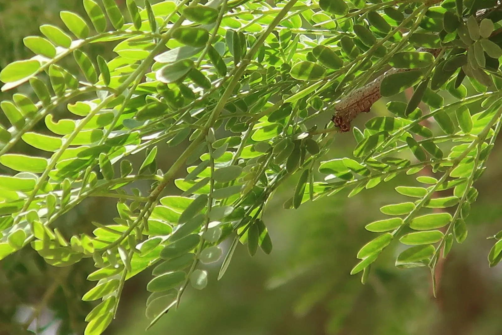 White Thorn Acacia (Vachella constricta) — The White Thorn Acacia (Acacia constricta) is a hardy; recognizable by its twisting branches and white