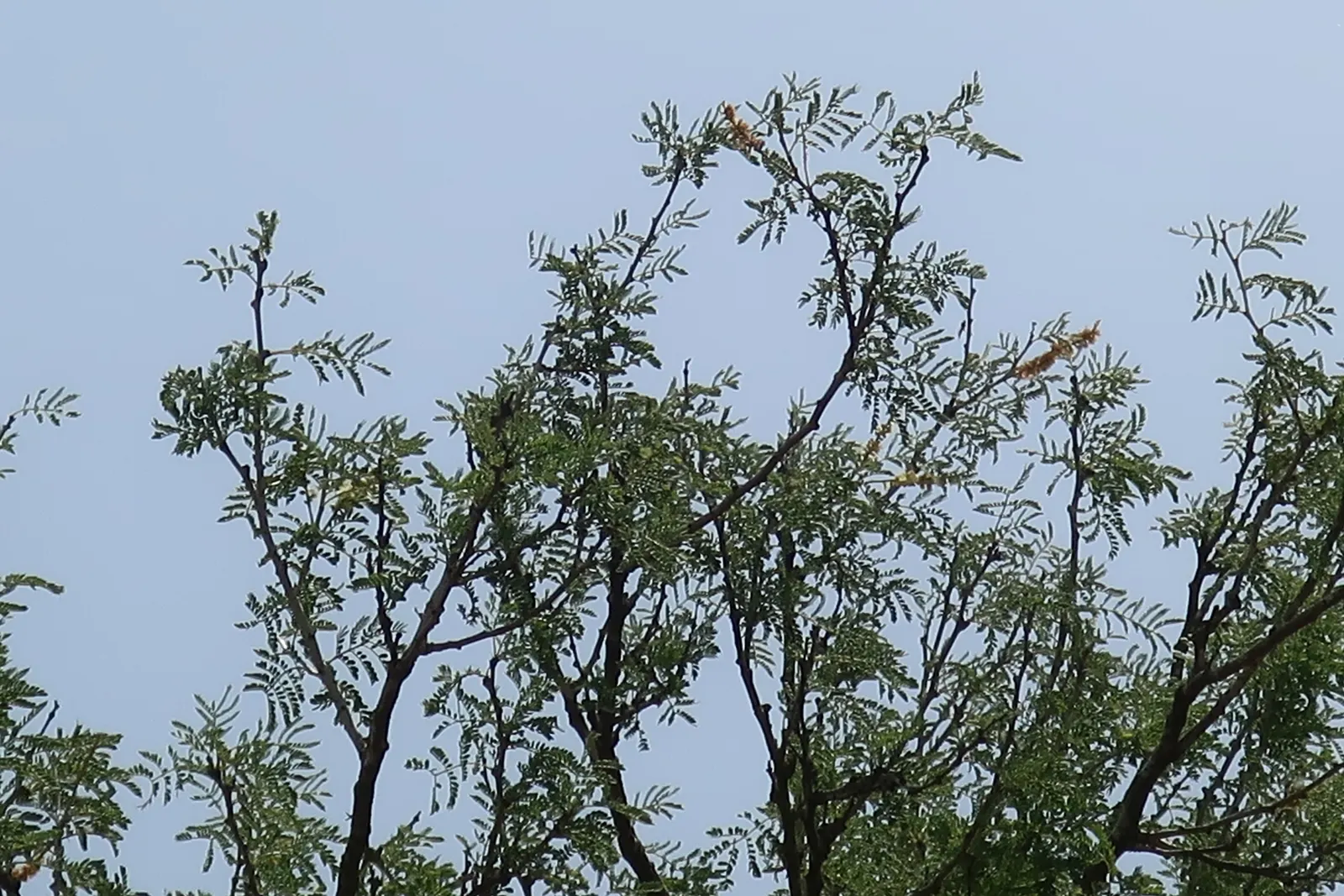 White Thorn Acacia (Vachella constricta) — or integrated in a xeriscape garden