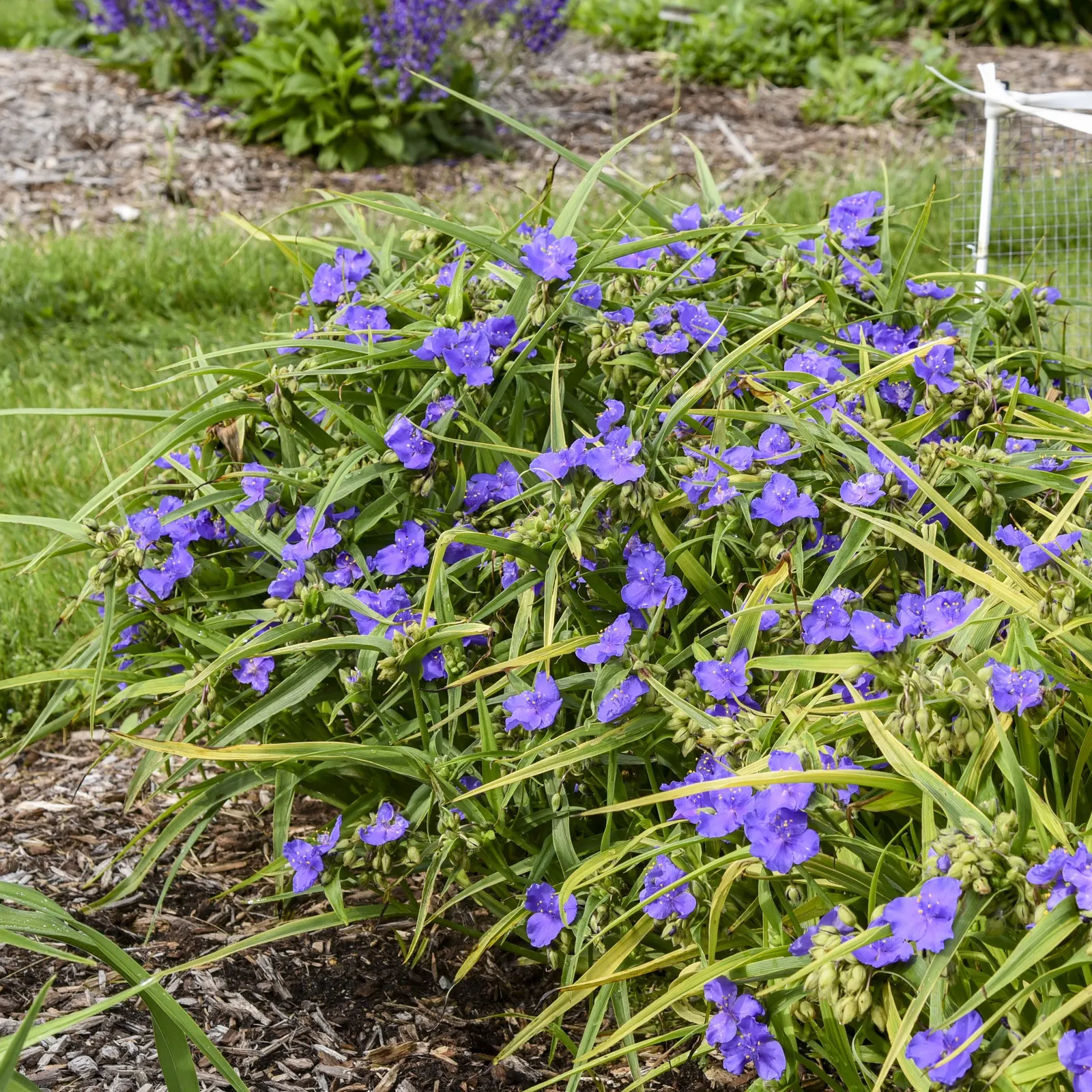 'Web Designer' Spiderwort (Tradescantia hybrid) — Proven Winners - 'Web Designer' - Spiderwort - Tradescantia hybrid blue indigo blue plant details