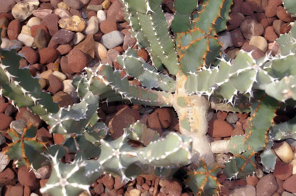 Blue Euphorbia, Sweet Noor (Euphorbia Coerulescens) — is an attractive succulent