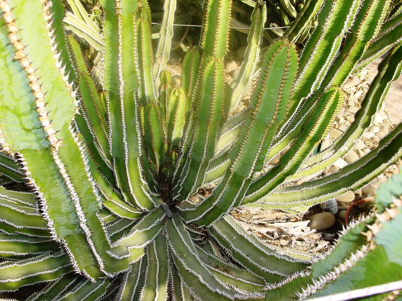 Blue Euphorbia, Sweet Noor (Euphorbia Coerulescens) — Ideal spacing is about 18-24 inches, requiring well-draining soil