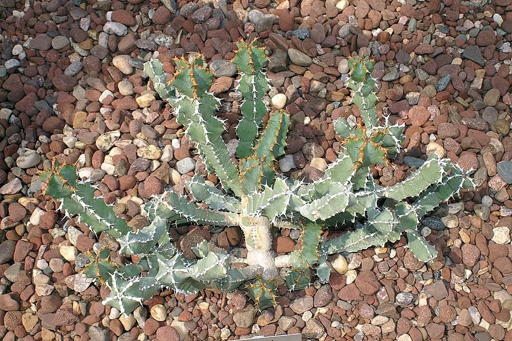 Blue Euphorbia, Sweet Noor (Euphorbia Coerulescens) — bluish-green stems with small leaves and clusters of yellowish-green flowers in the spring