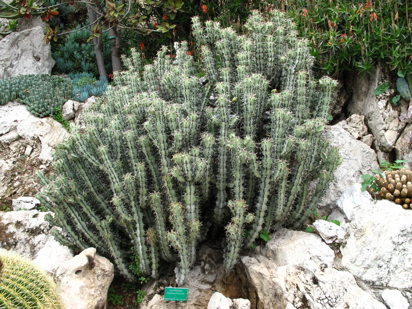 Blue Euphorbia, Sweet Noor (Euphorbia Coerulescens) — Hardy in zones 9-11, it's drought-tolerant and thrives in full sun to light shade