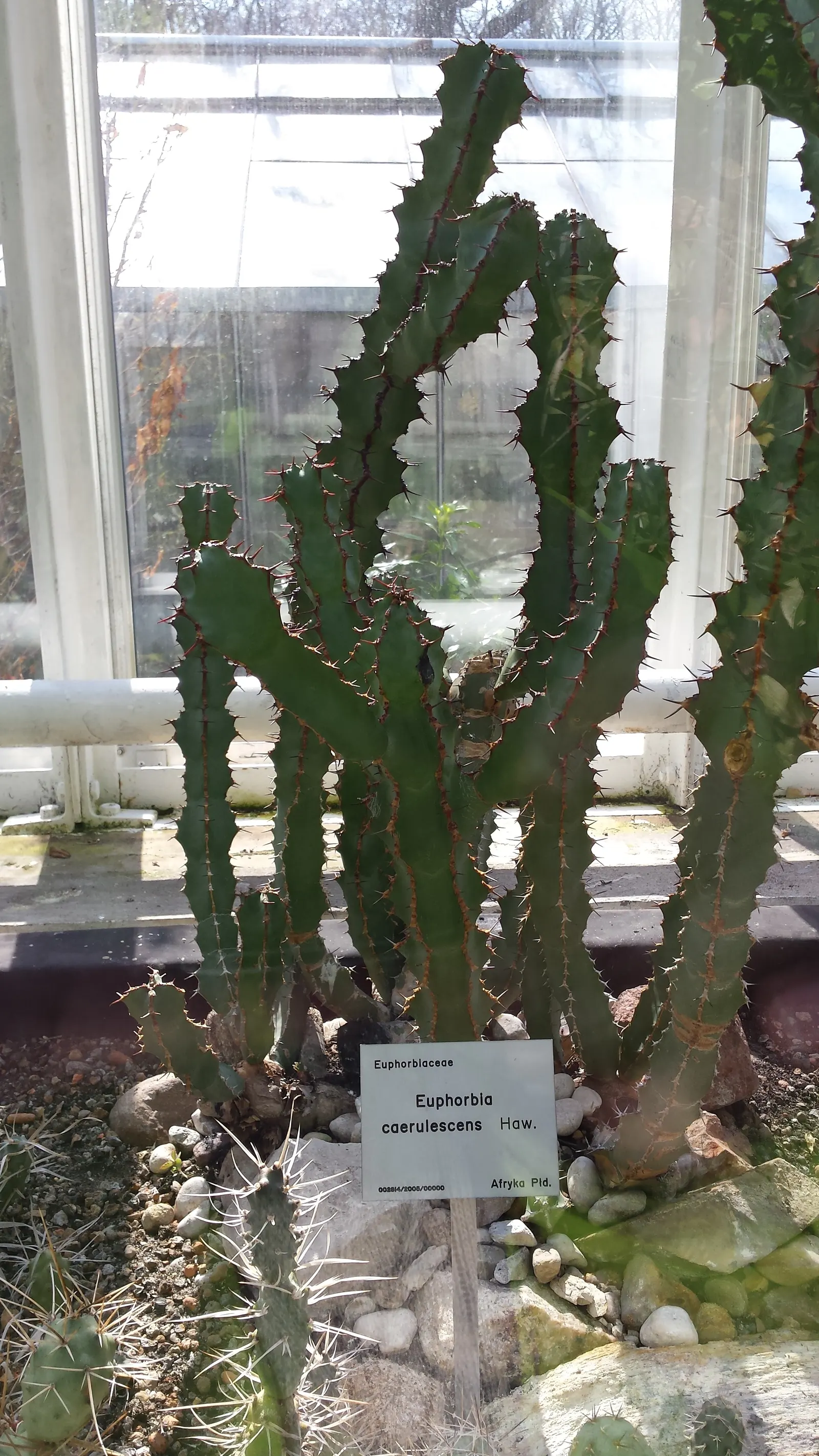 Blue Euphorbia, Sweet Noor (Euphorbia Coerulescens) — reaching heights of 2-3 feet