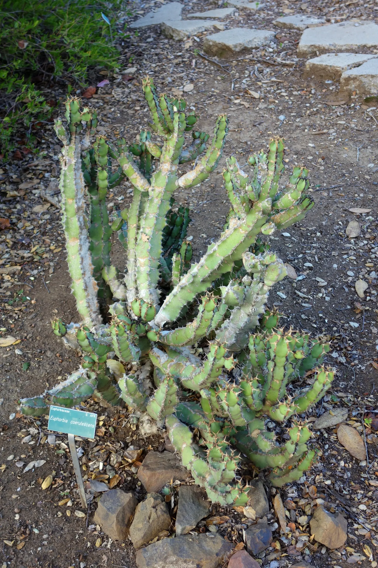 Blue Euphorbia, Sweet Noor (Euphorbia Coerulescens) — Blue Euphorbia (Euphorbia coerulescens)