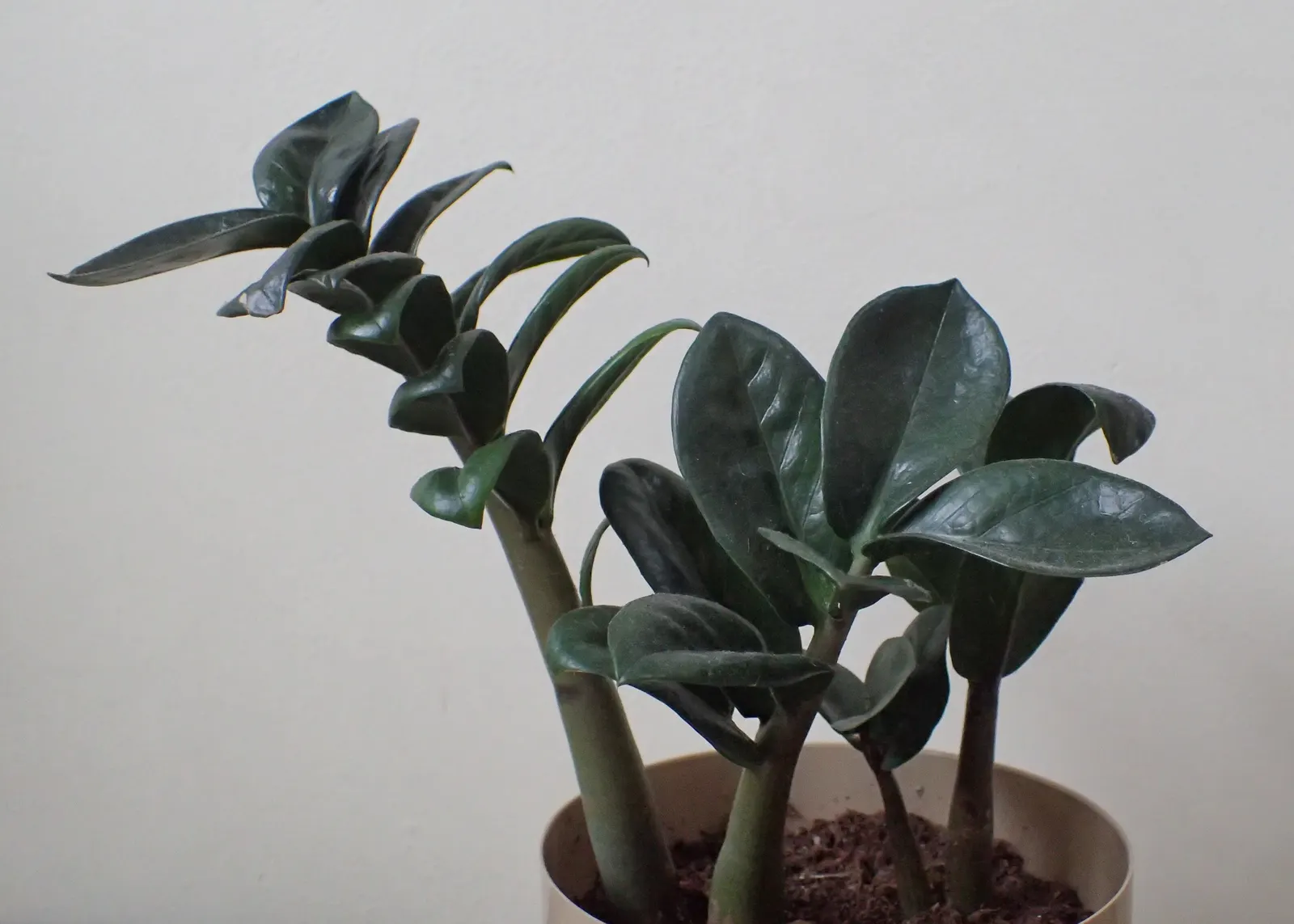 Zee Zee Plant (Zamioculcas Zamiifolia) — the ZZ Plant boasts a collection of shiny; thriving in low-light conditions with minimal water, it is, image 58