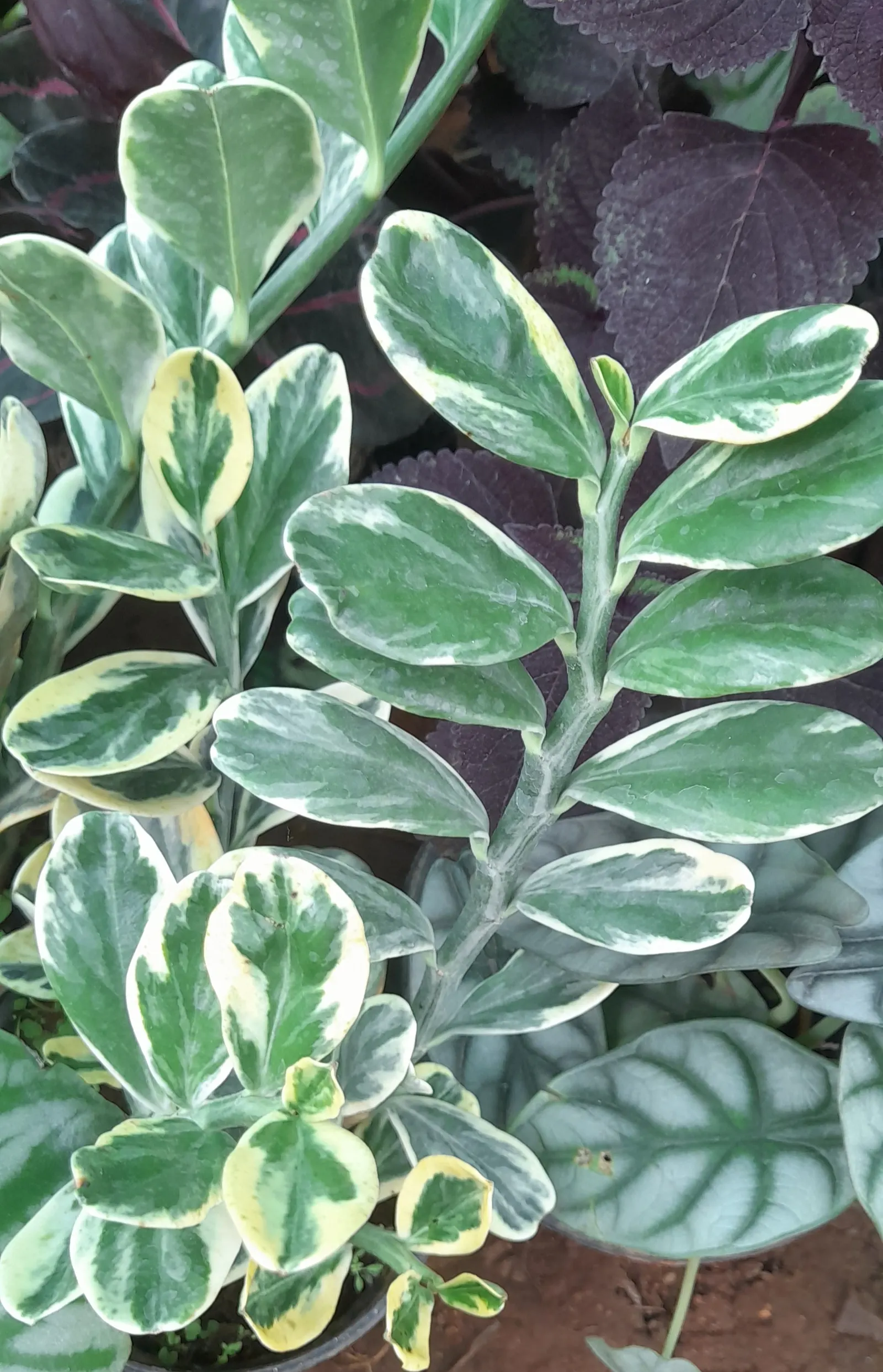 Zee Zee Plant (Zamioculcas Zamiifolia) — dark green leaves that gracefully emerge from its sturdy; typically ranging from 3 to 6 inches in length