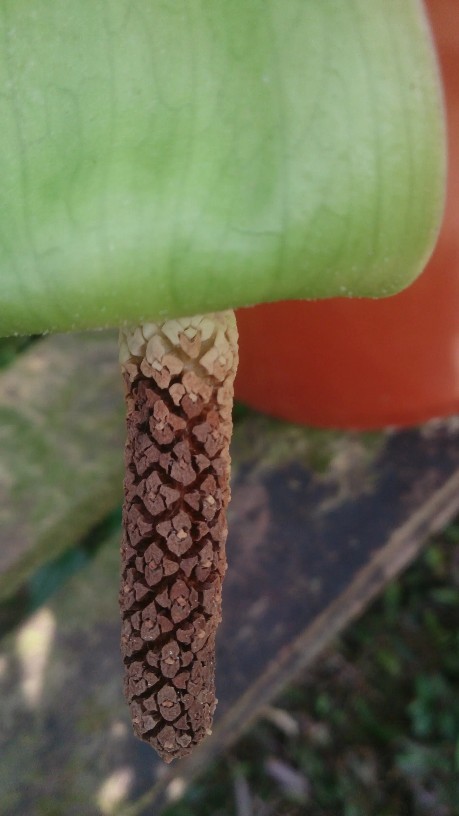 Zee Zee Plant (Zamioculcas Zamiifolia) — Its air-purifying qualities enhance indoor environments; palm for full or half