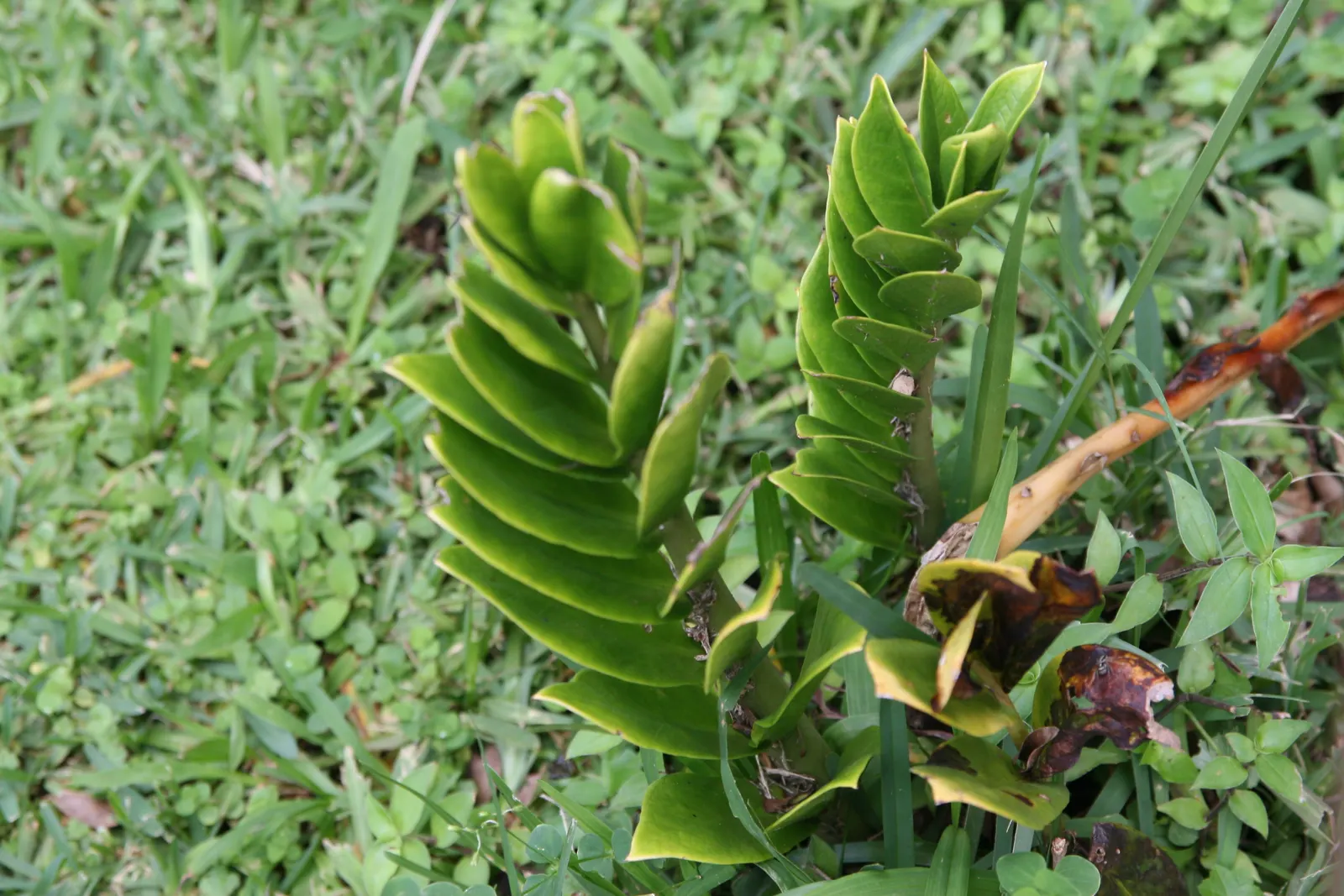 Zee Zee Plant (Zamioculcas Zamiifolia) — It prefers indirect light but can tolerate low light areas; commonly known as the ZZ Plant